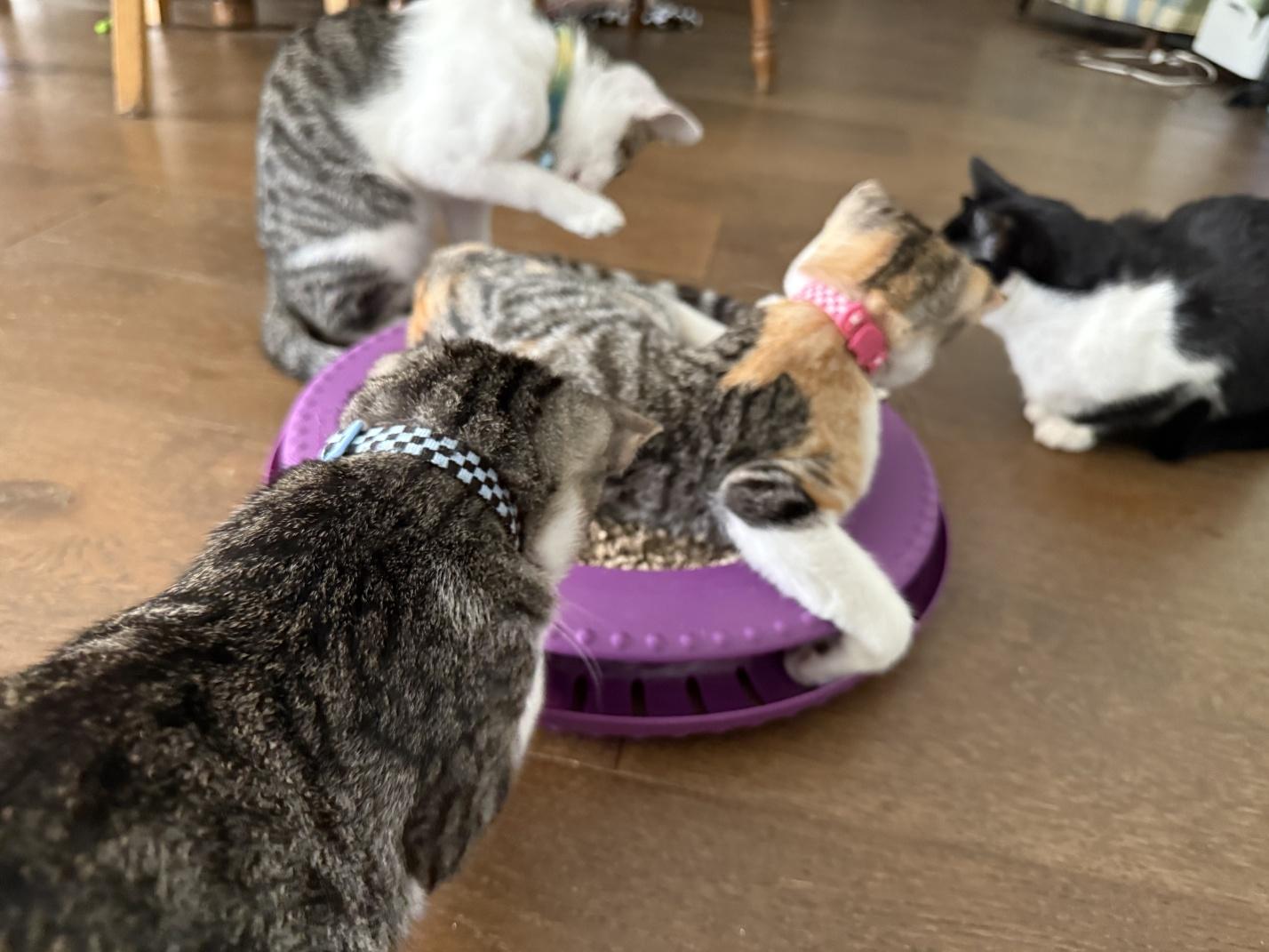 Lilly, a Adoptable Domestic Short Hair in Orange, CA image 5/6