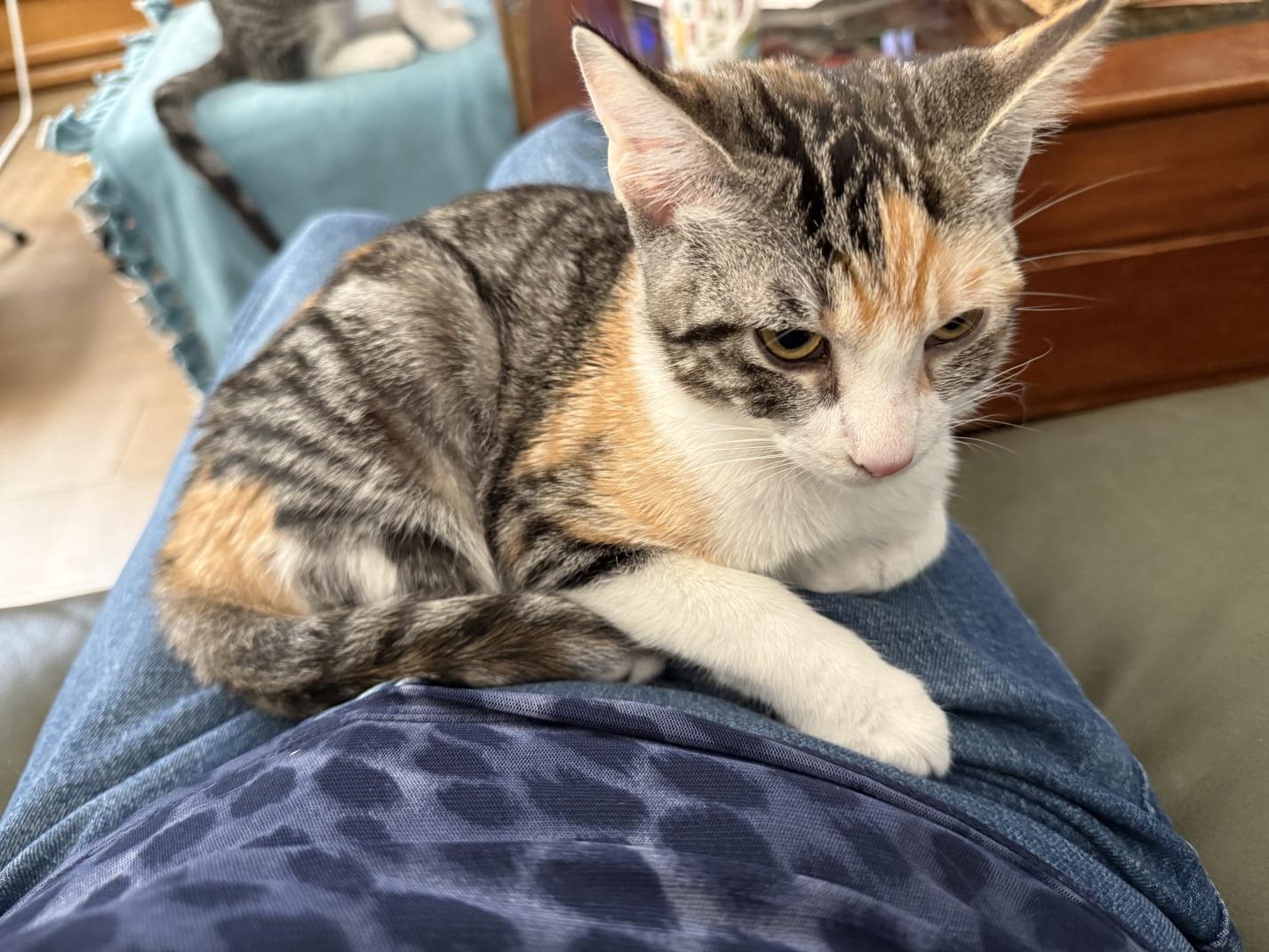 Lilly, a Adoptable Domestic Short Hair in Orange, CA image 4/6