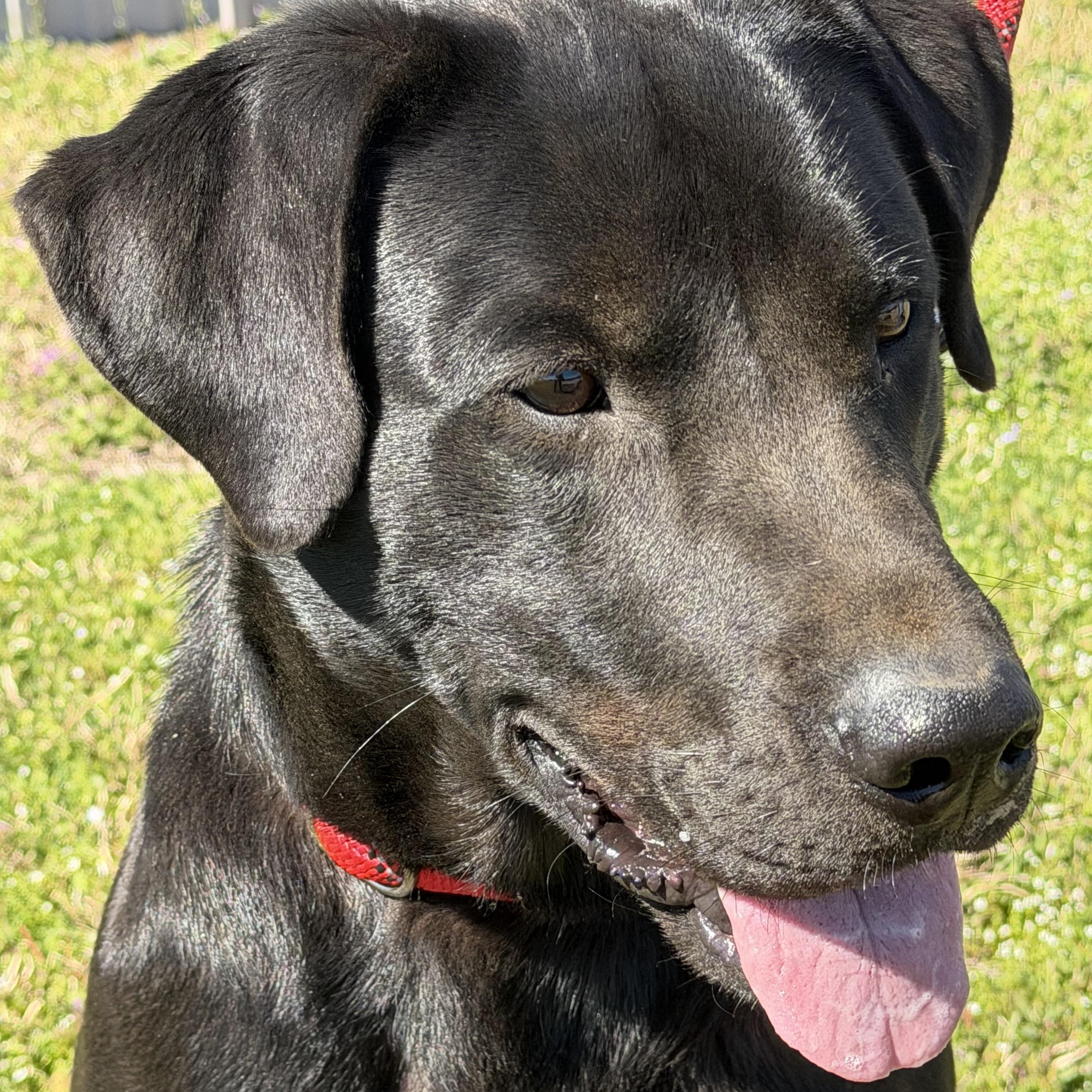 Mississippi. (loveable, house trained, knows commands), Adoptable, Adult Male Black Labrador Retriever.