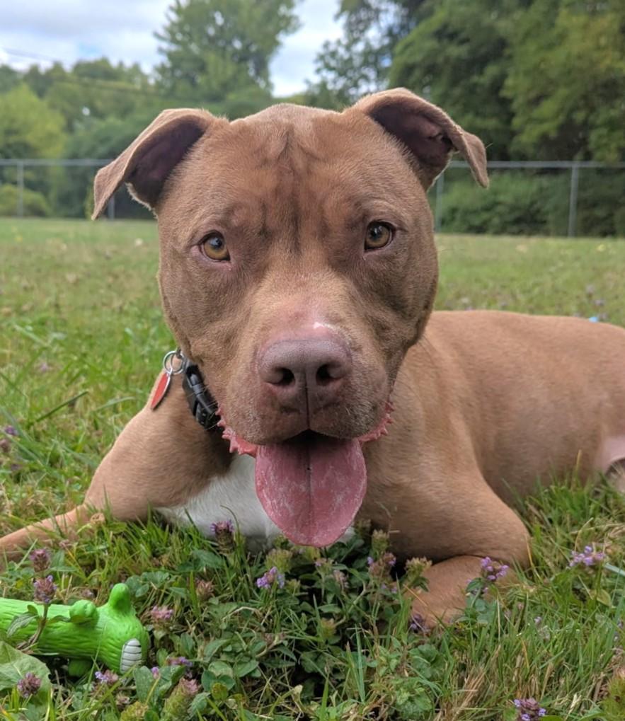 Charlie, Adoptable, Young Male American Staffordshire Terrier.