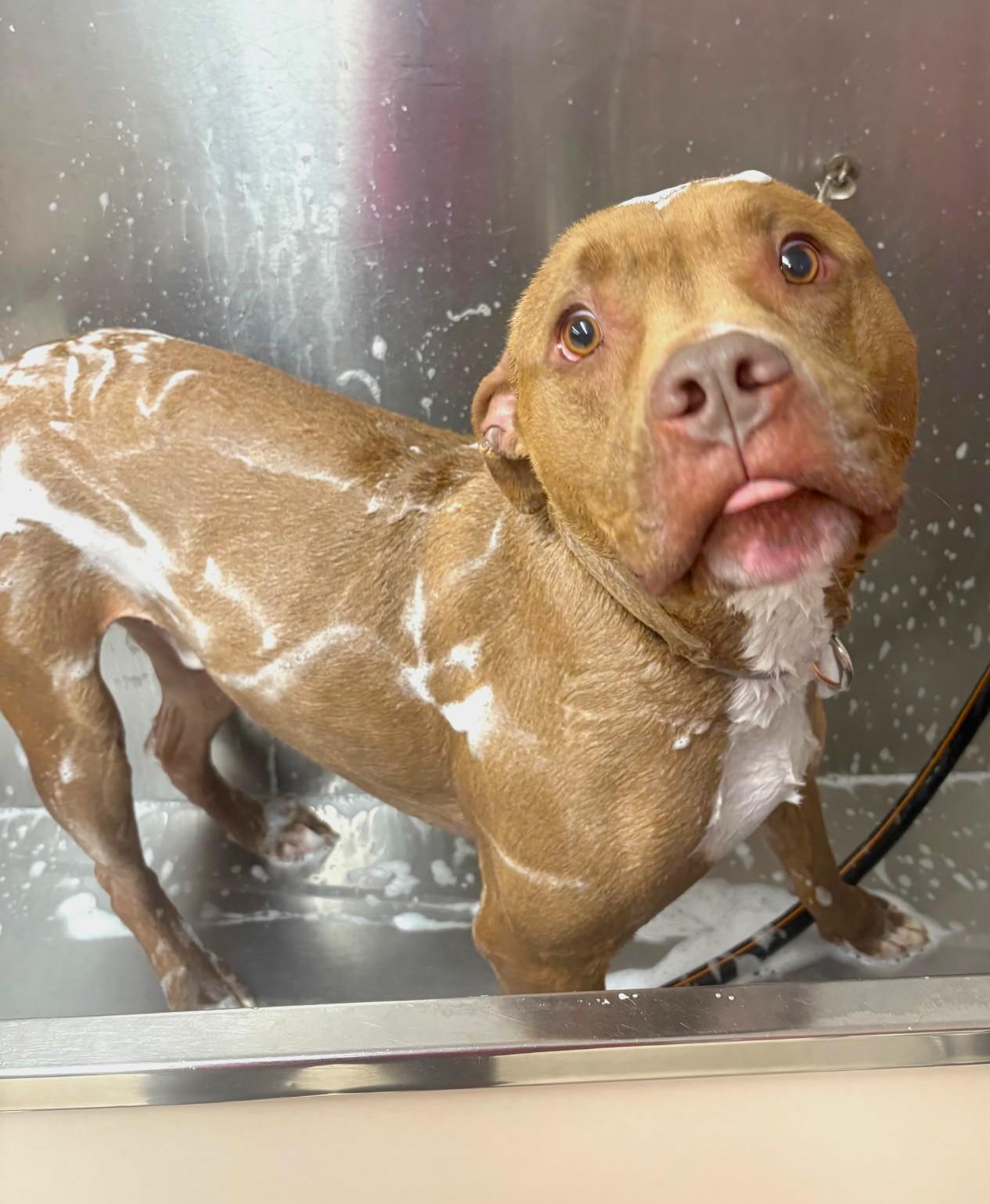 Charlie, a Adoptable American Staffordshire Terrier in Islip, NY image 4/4
