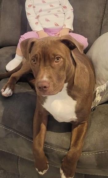 Enlarge Charlie, a Adoptable Pit Bull Terrier in Huntington, NY image 1/4