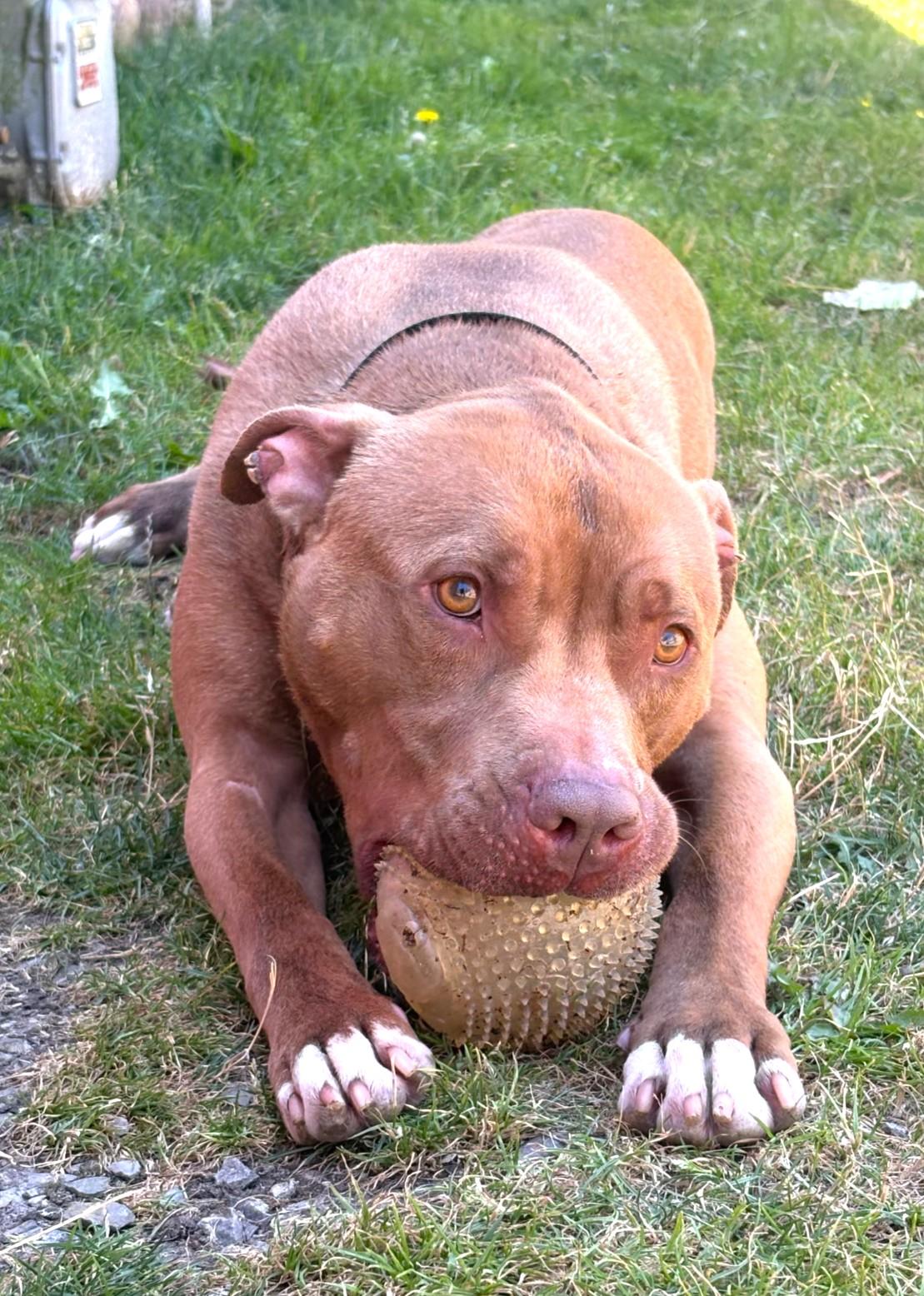 Charlie, a Adoptable American Staffordshire Terrier in Islip, NY image 3/4