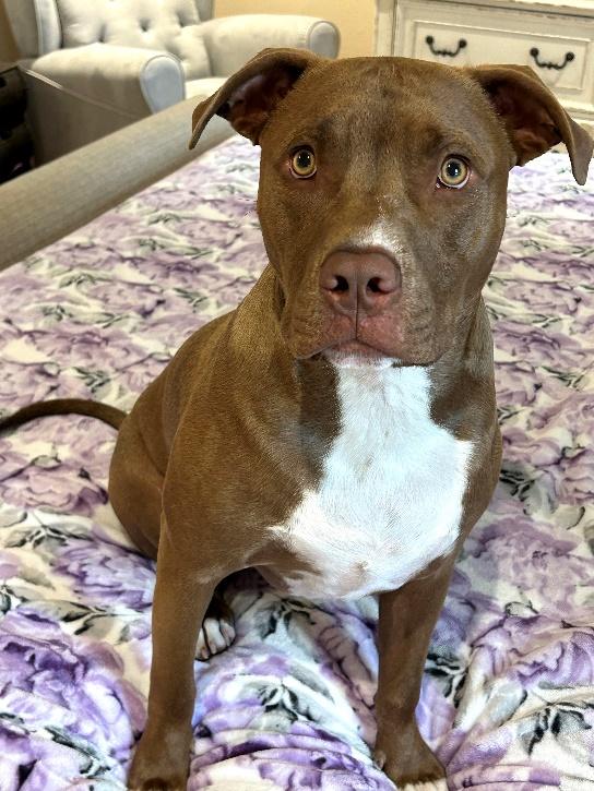 Enlarge Charlie, a Adoptable Pit Bull Terrier in Huntington, NY image 2/4