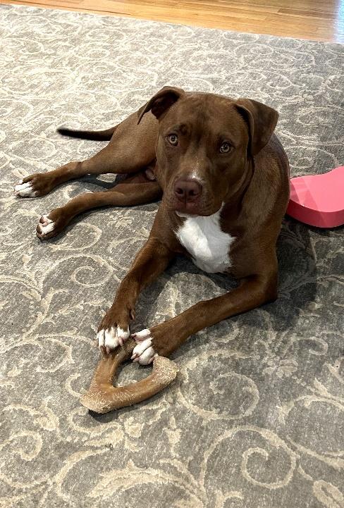 Enlarge Charlie, a Adoptable Pit Bull Terrier in Huntington, NY image 3/4