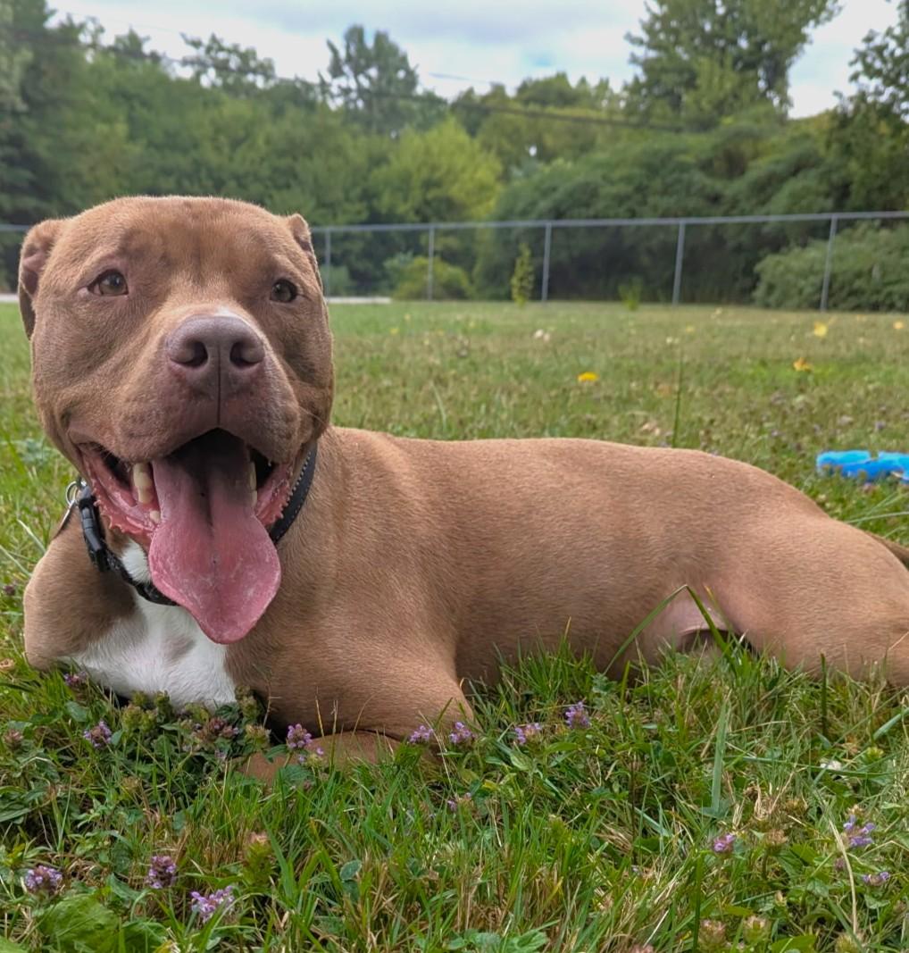 Charlie, a Adoptable American Staffordshire Terrier in Islip, NY image 2/4