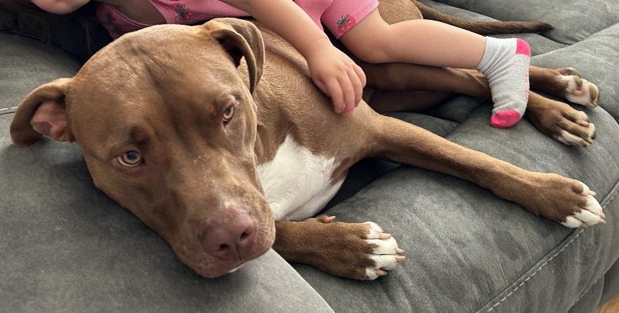 Enlarge Charlie, a Adoptable Pit Bull Terrier in Huntington, NY image 4/4