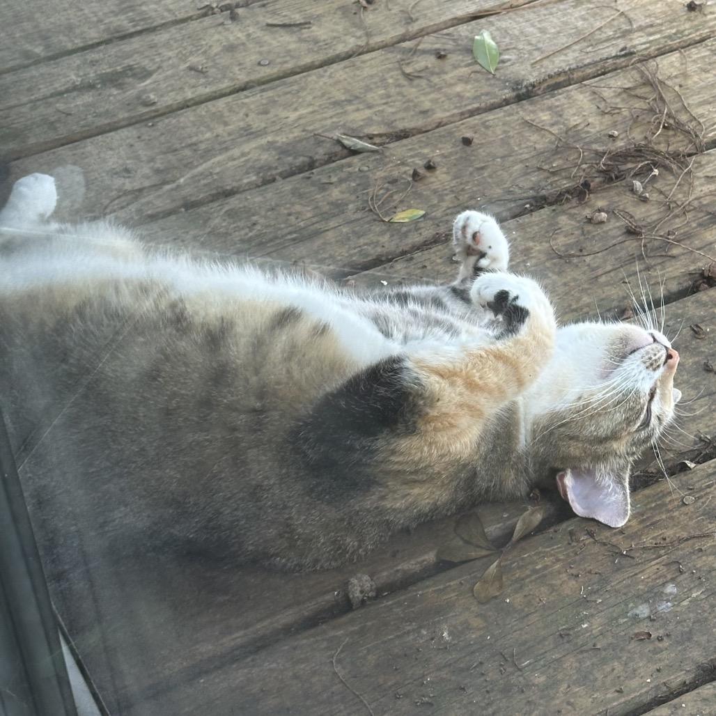 FRANNIE, Adoptable, Adult Female Domestic Short Hair.