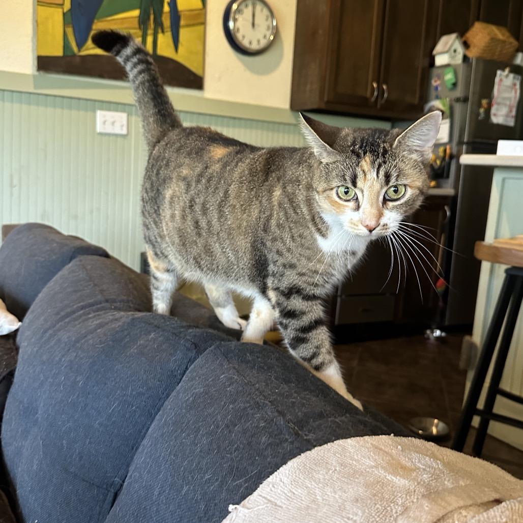 Enlarge FRANNIE, a Adoptable Domestic Short Hair in Foley, AL image 2/3