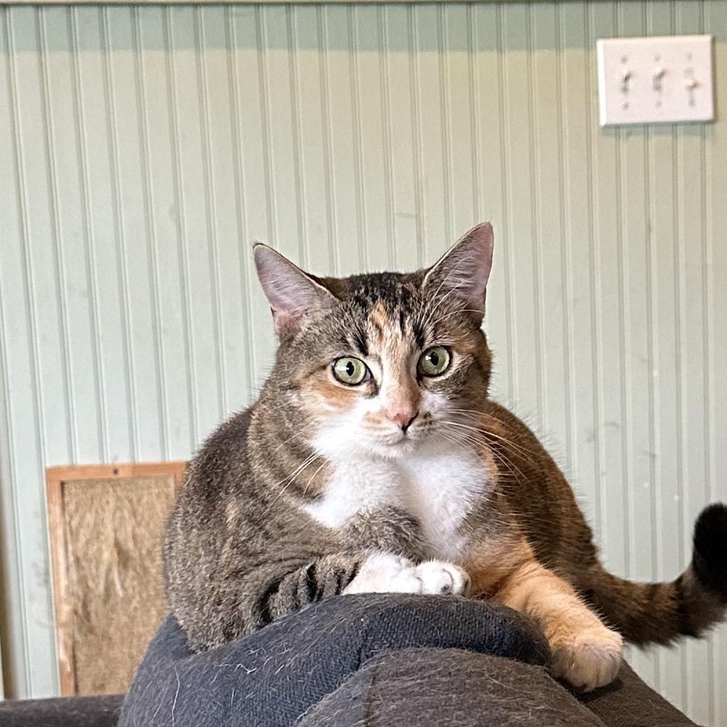 Enlarge FRANNIE, a Adoptable Domestic Short Hair in Foley, AL image 3/3