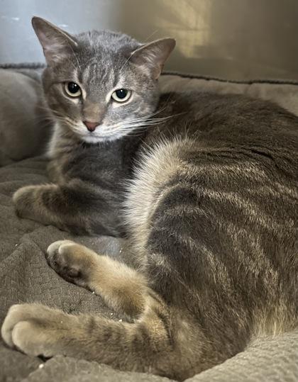 PeterPiper, Adoptable, Adult Male Domestic Short Hair & Domestic Short Hair.