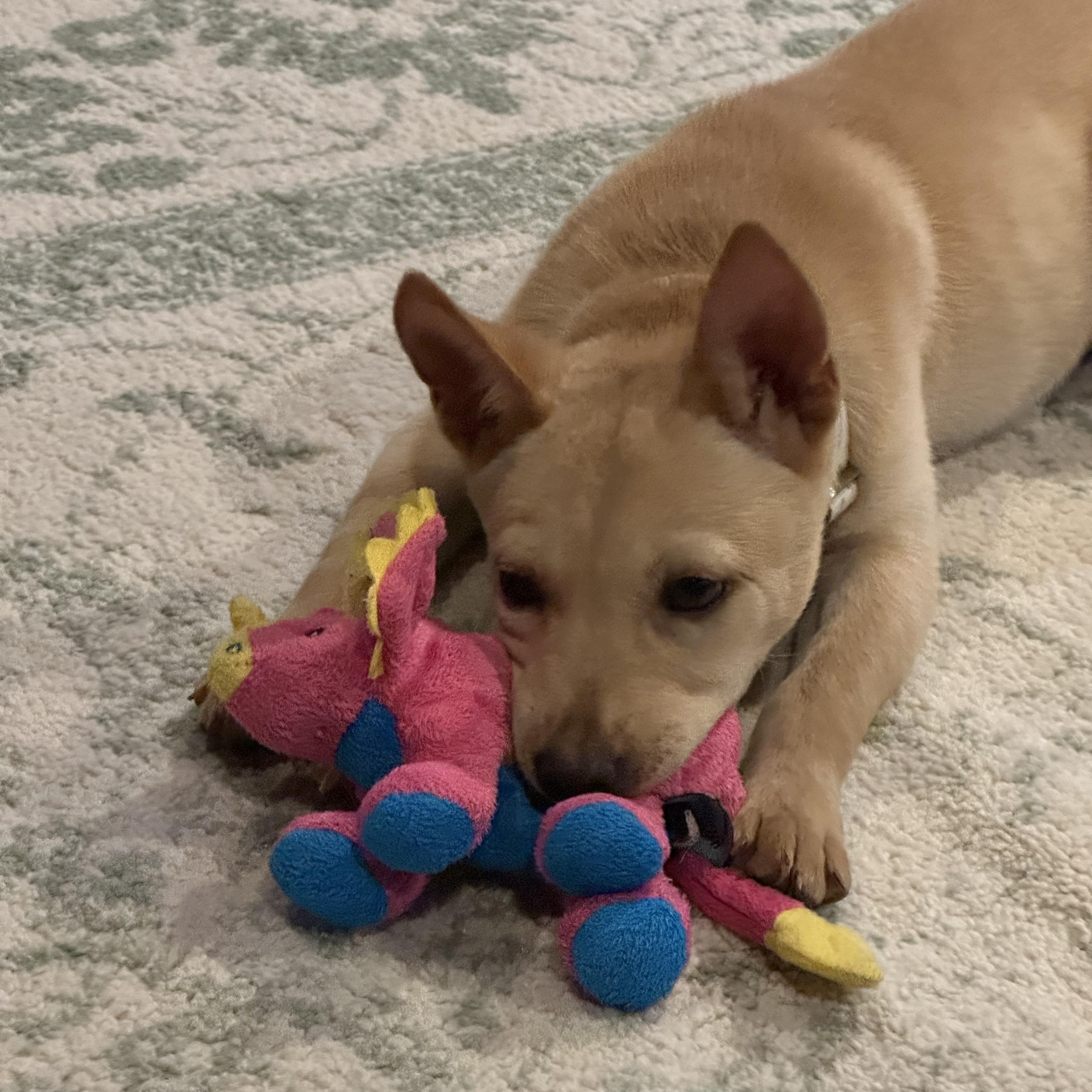 Enlarge Sandy, a Adoptable mixed breed in Lowville, NY image 4/5