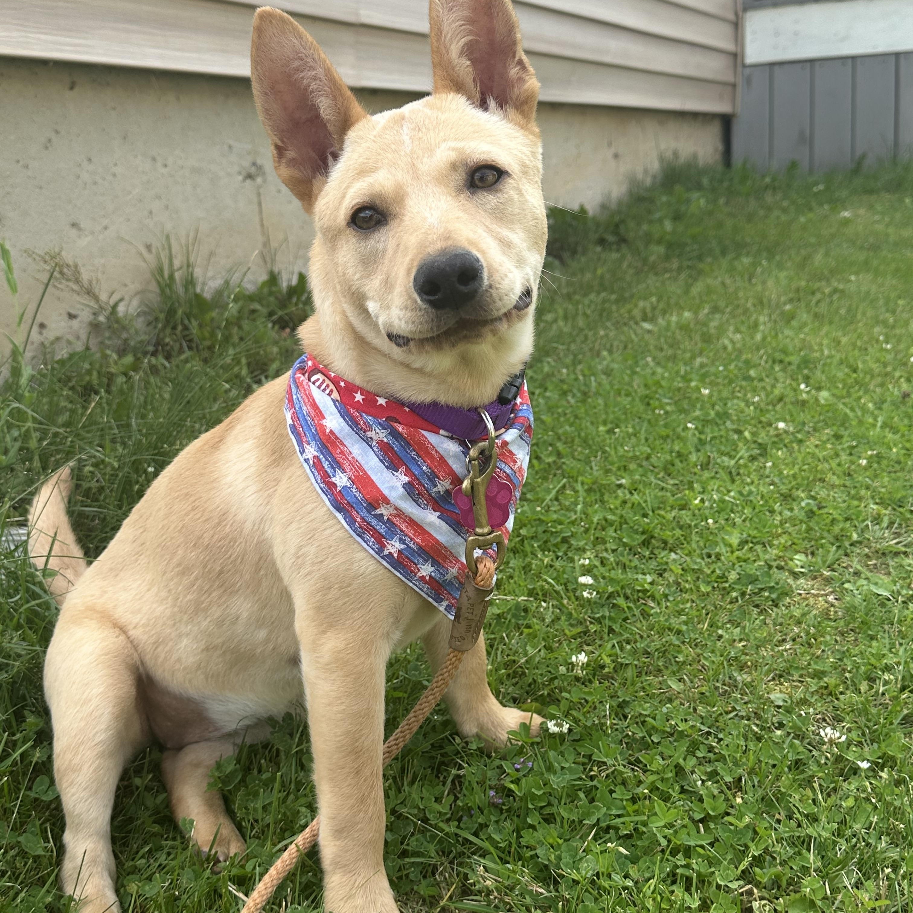 Sandy, Adopted, Young Female Australian Cattle Dog / Blue Heeler.