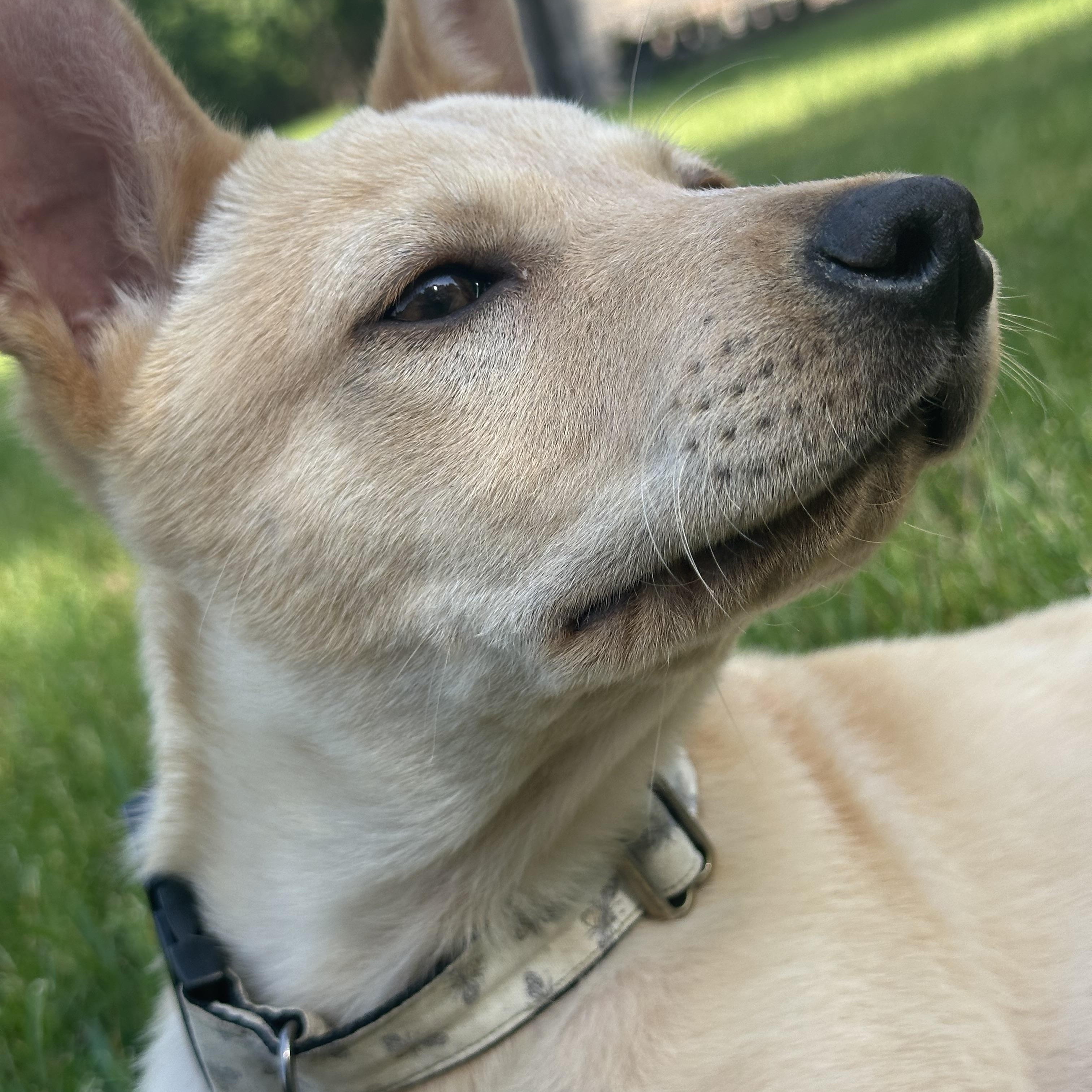 Enlarge Sandy, a Adoptable mixed breed in Lowville, NY image 2/5