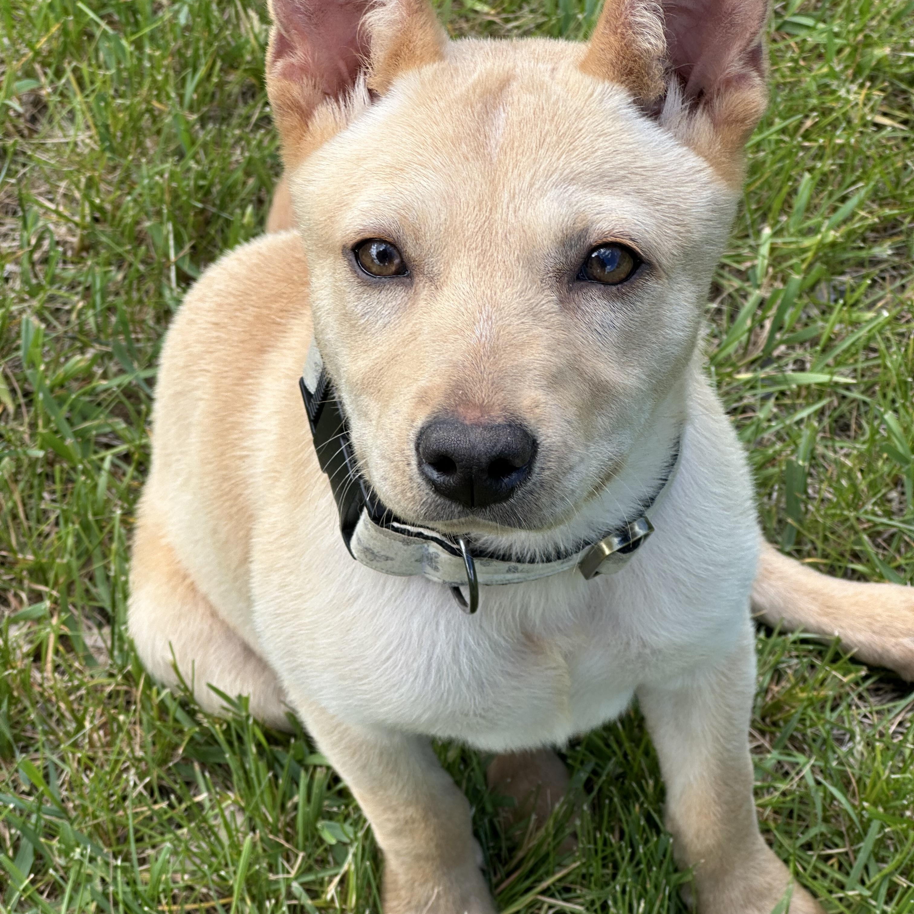 Sandy, Adoptable, Young Female Australian Cattle Dog / Blue Heeler.
