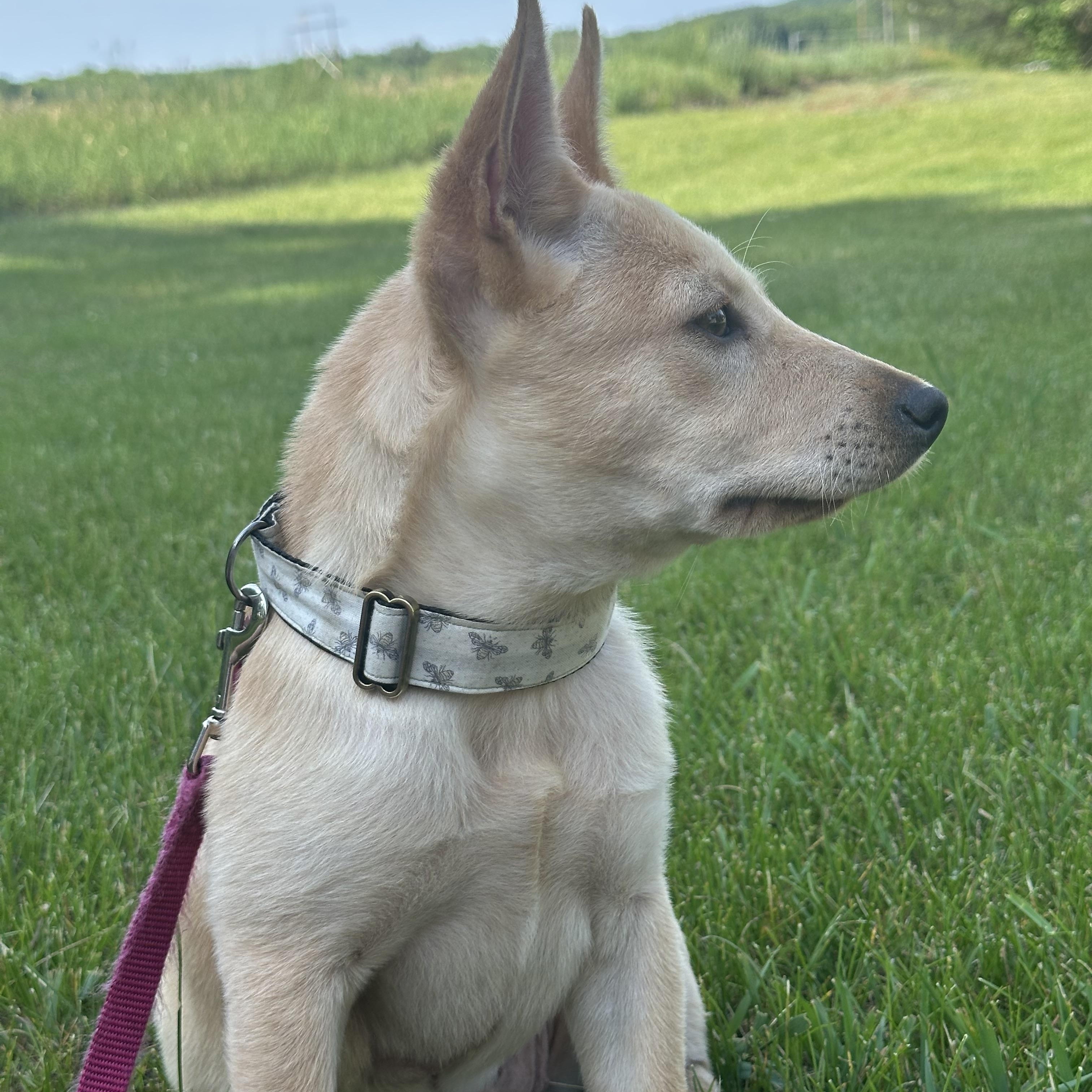 Enlarge Sandy, a Adoptable mixed breed in Lowville, NY image 3/5