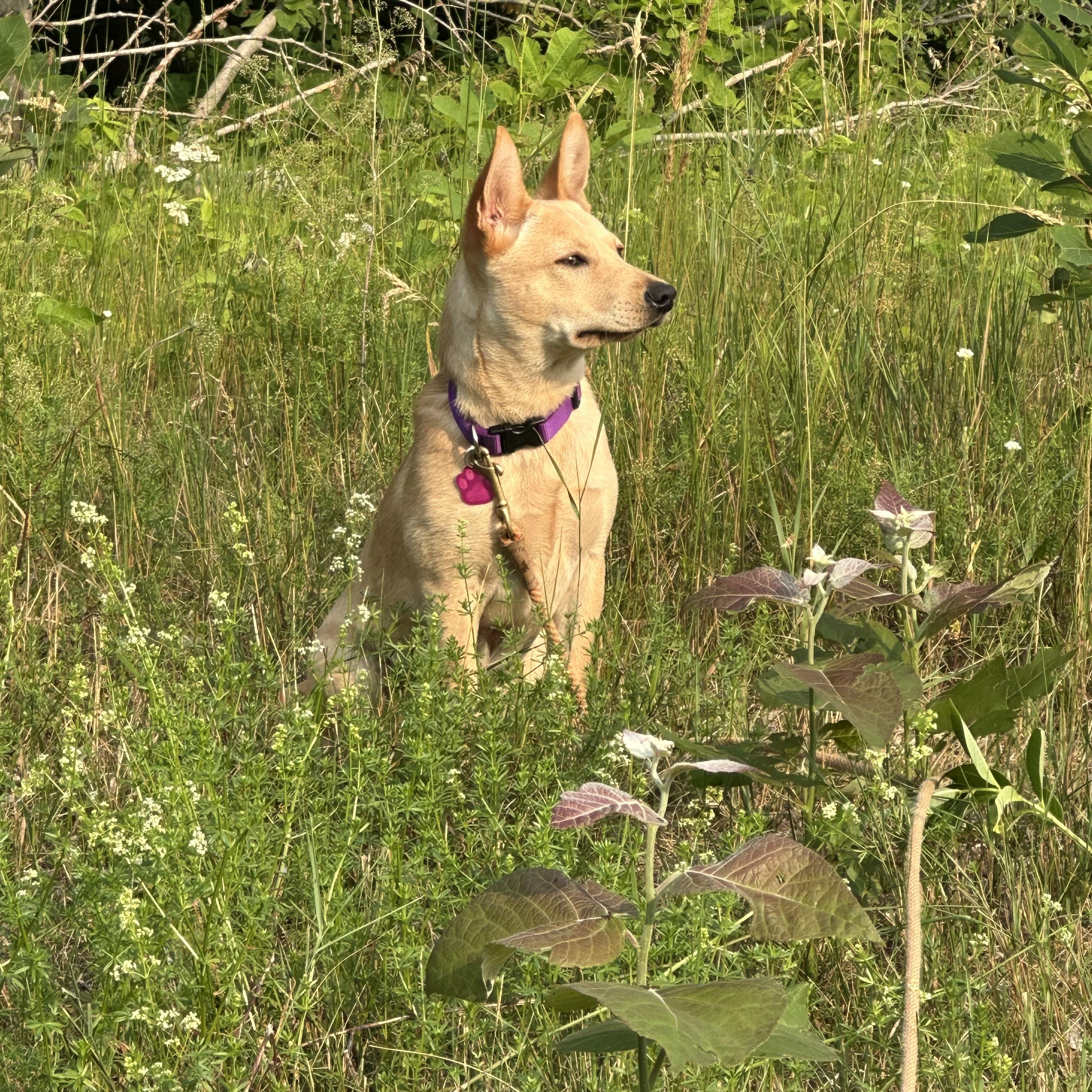 Enlarge Sandy, a Adopted mixed breed in Lowville, NY image 3/4