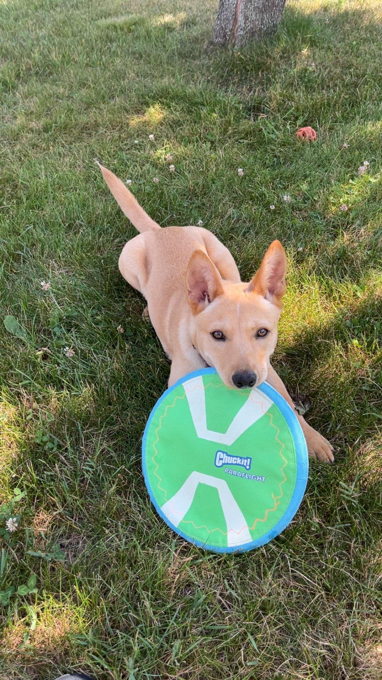 Enlarge Sandy, a Adopted mixed breed in Lowville, NY image 2/4