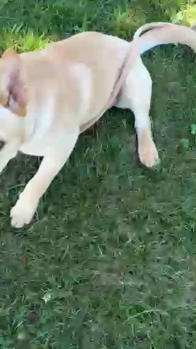 Enlarge Sandy, a Adopted mixed breed in Lowville, NY video 4/4