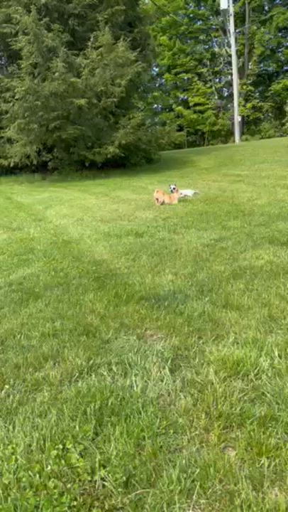 Enlarge Sandy, a Adoptable mixed breed in Lowville, NY video 5/5