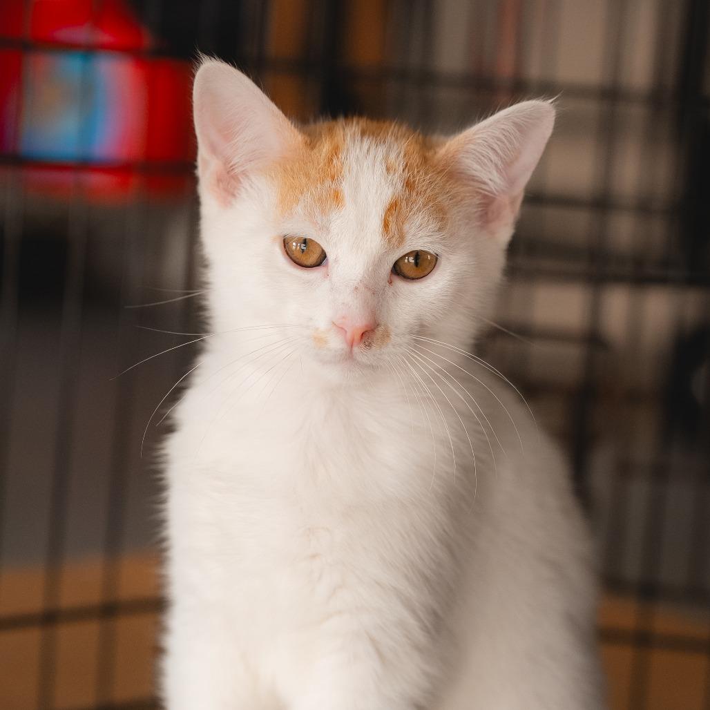 Enlarge Jerry, a Adoptable Domestic Short Hair in Long Beach, CA image 1/1