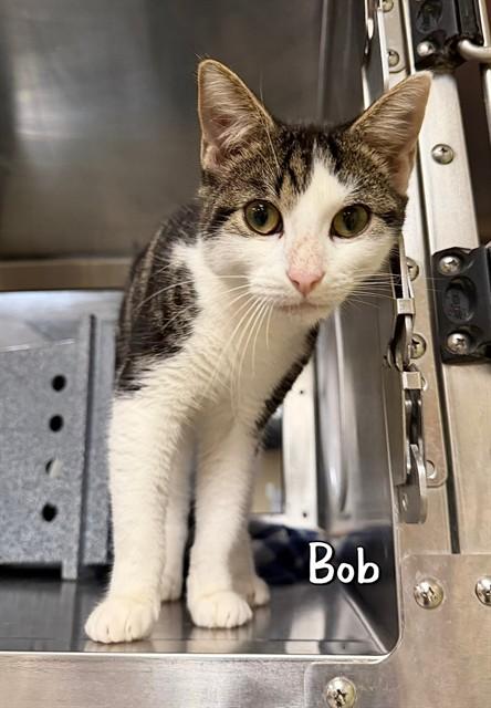 BOB, Adoptable, Young Male Domestic Short Hair.