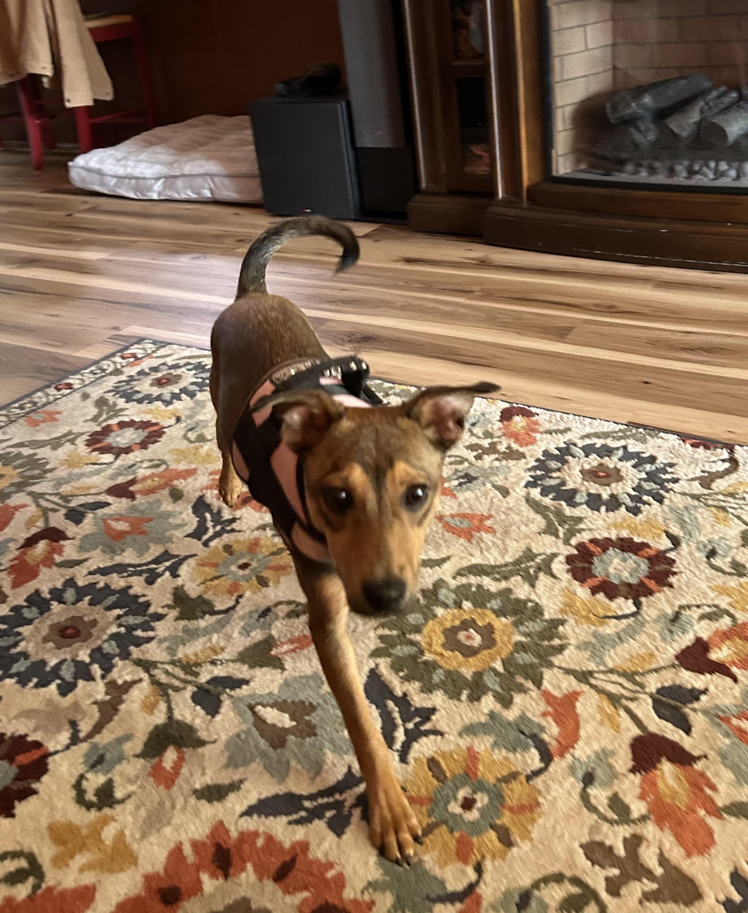 Enlarge Abby - Rockstar Pup now Ally, an adoptable mixed breed in Mount Juliet, TN image 1/5