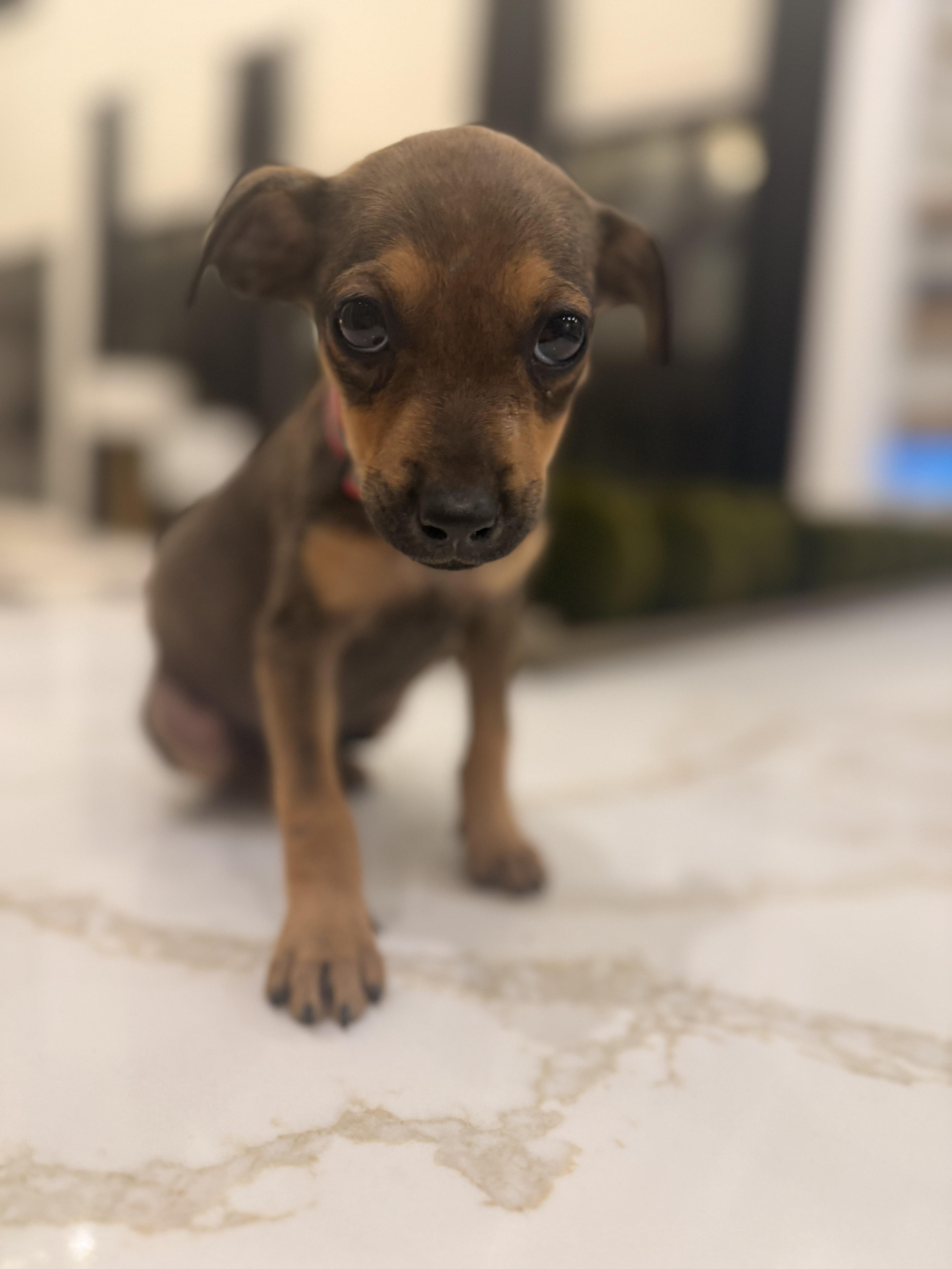 Abby - Rockstar Pup now Ally — thumbnail 2