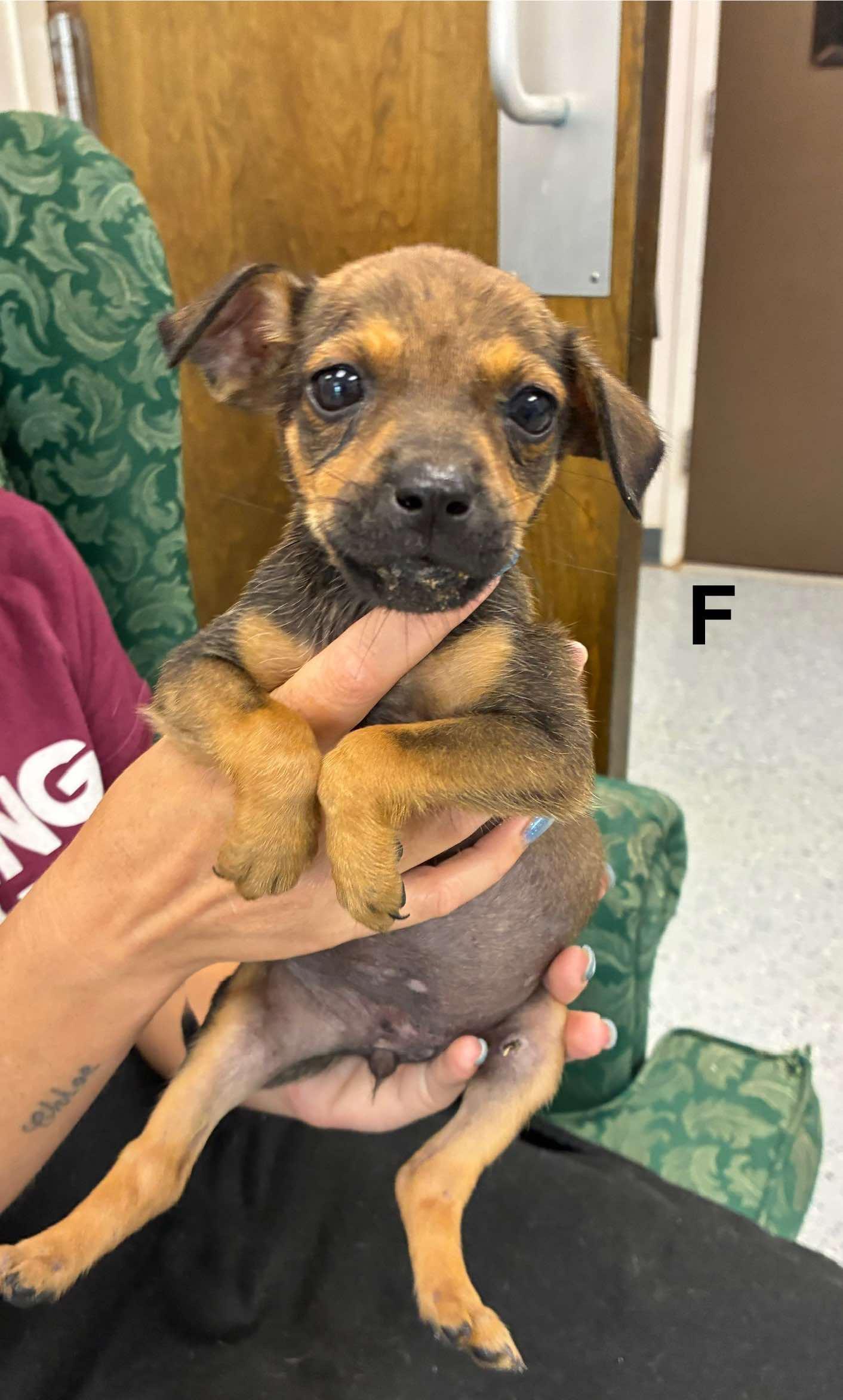 Abby - Rockstar Pup now Ally — thumbnail 3