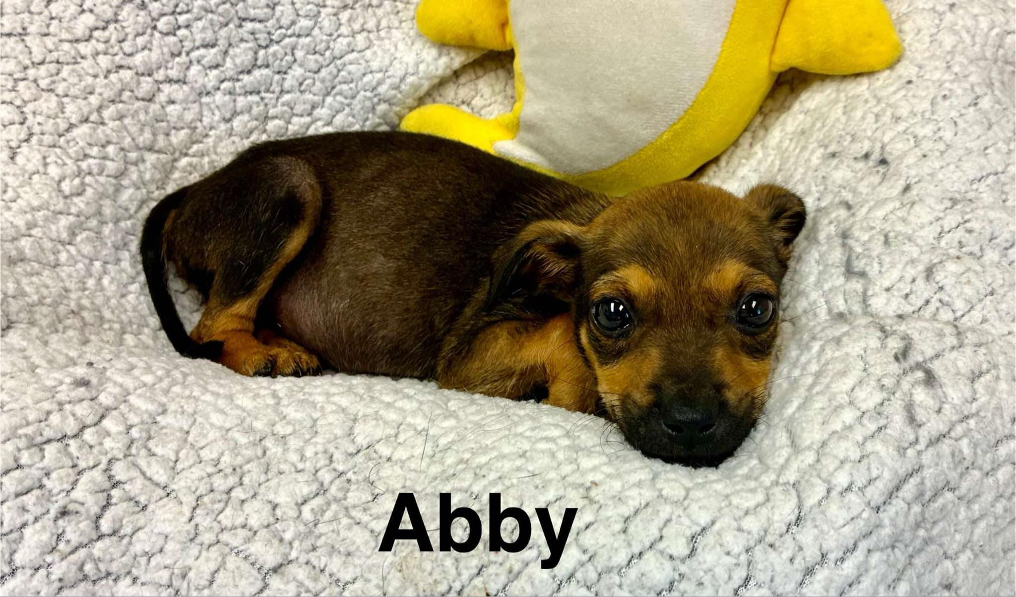 Abby - Rockstar Pup now Ally — thumbnail 4