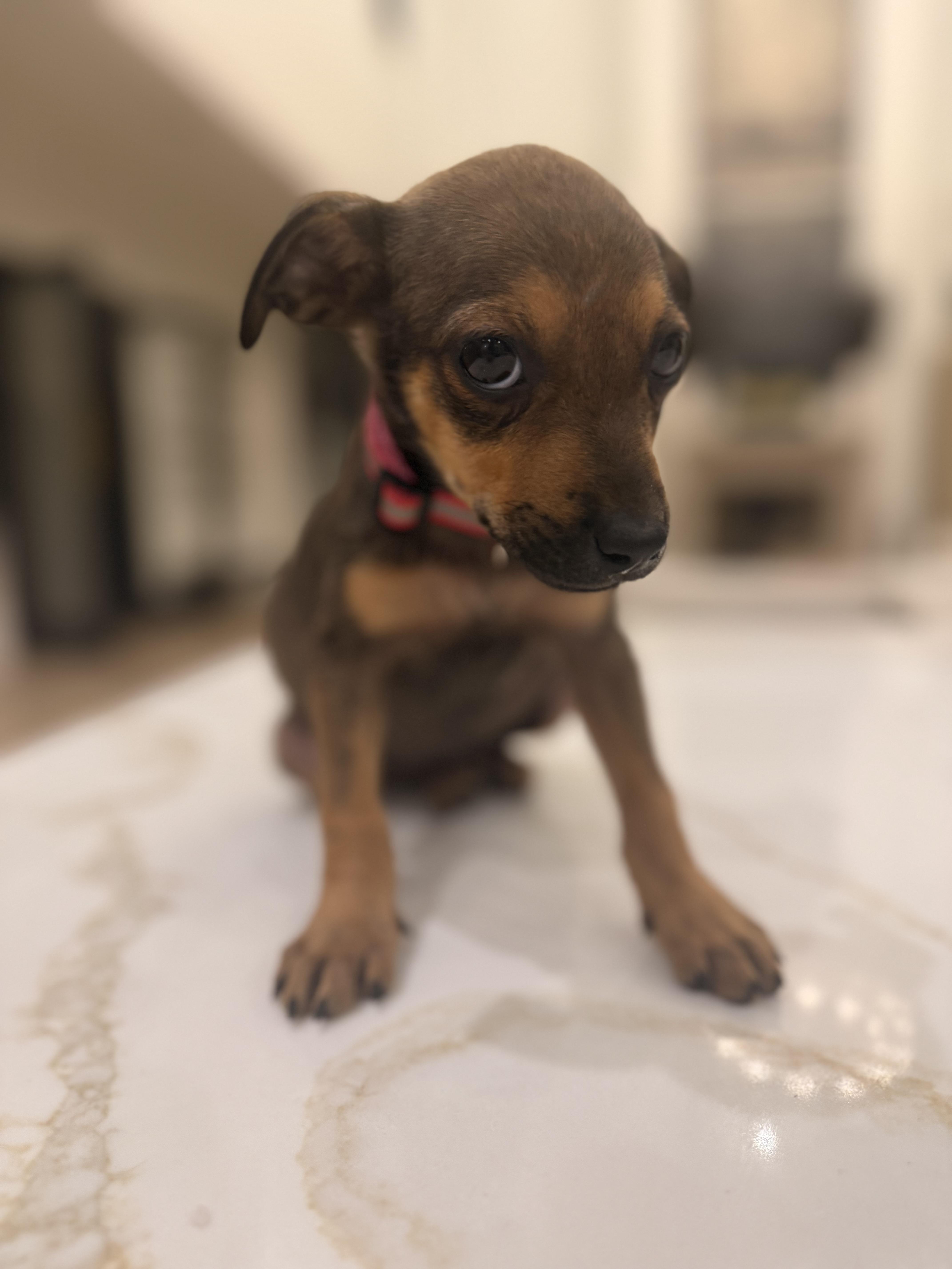 Enlarge Abby - Rockstar Pup now Ally, an adoptable mixed breed in Mount Juliet, TN image 5/5