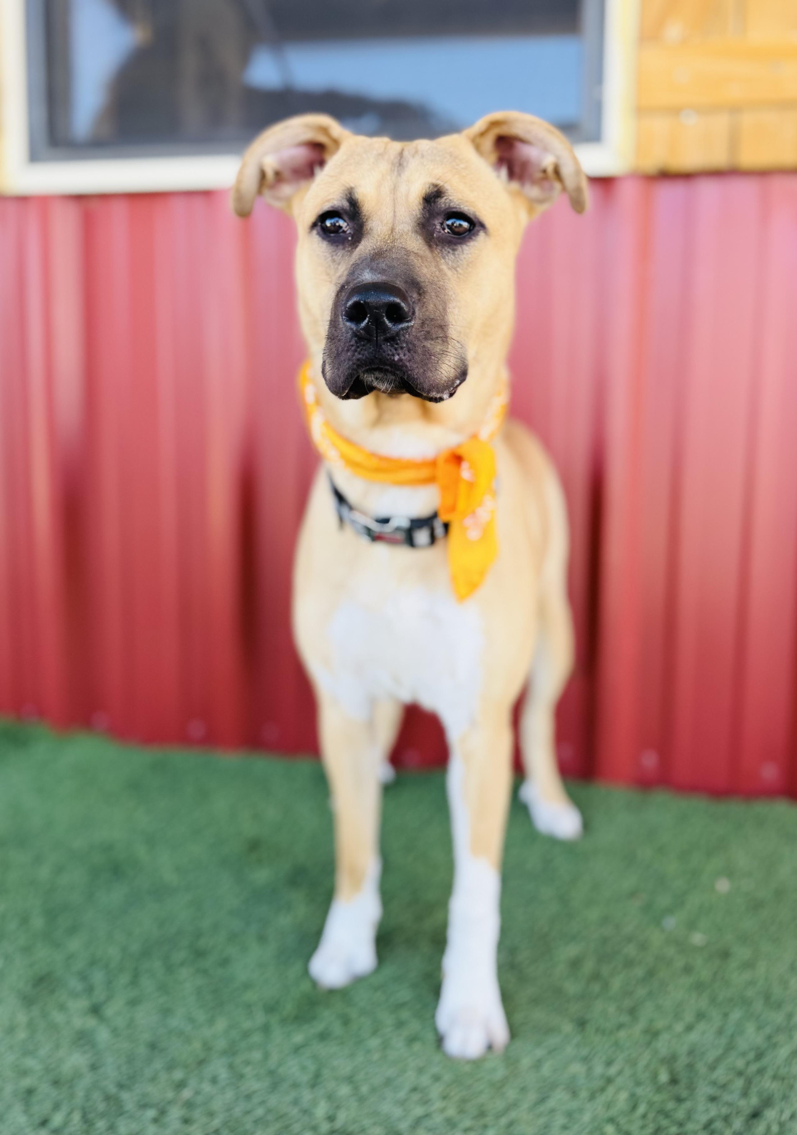 Enlarge Daisy, a Adoptable mixed breed in Lubbock, TX image 6/6