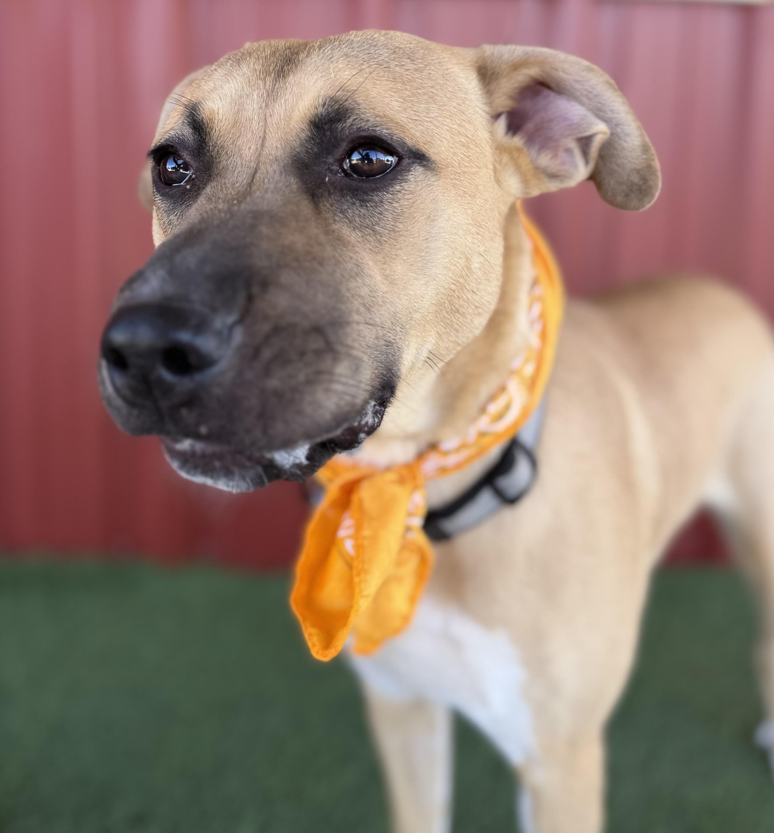 Enlarge Daisy, a Adoptable mixed breed in Lubbock, TX image 5/6
