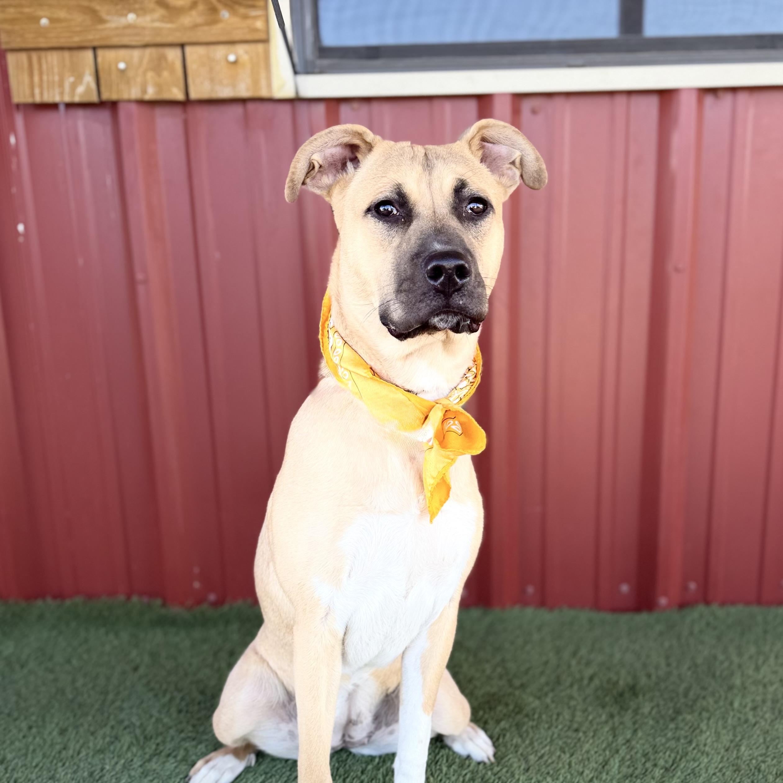 Enlarge Daisy, a Adoptable mixed breed in Lubbock, TX image 2/6