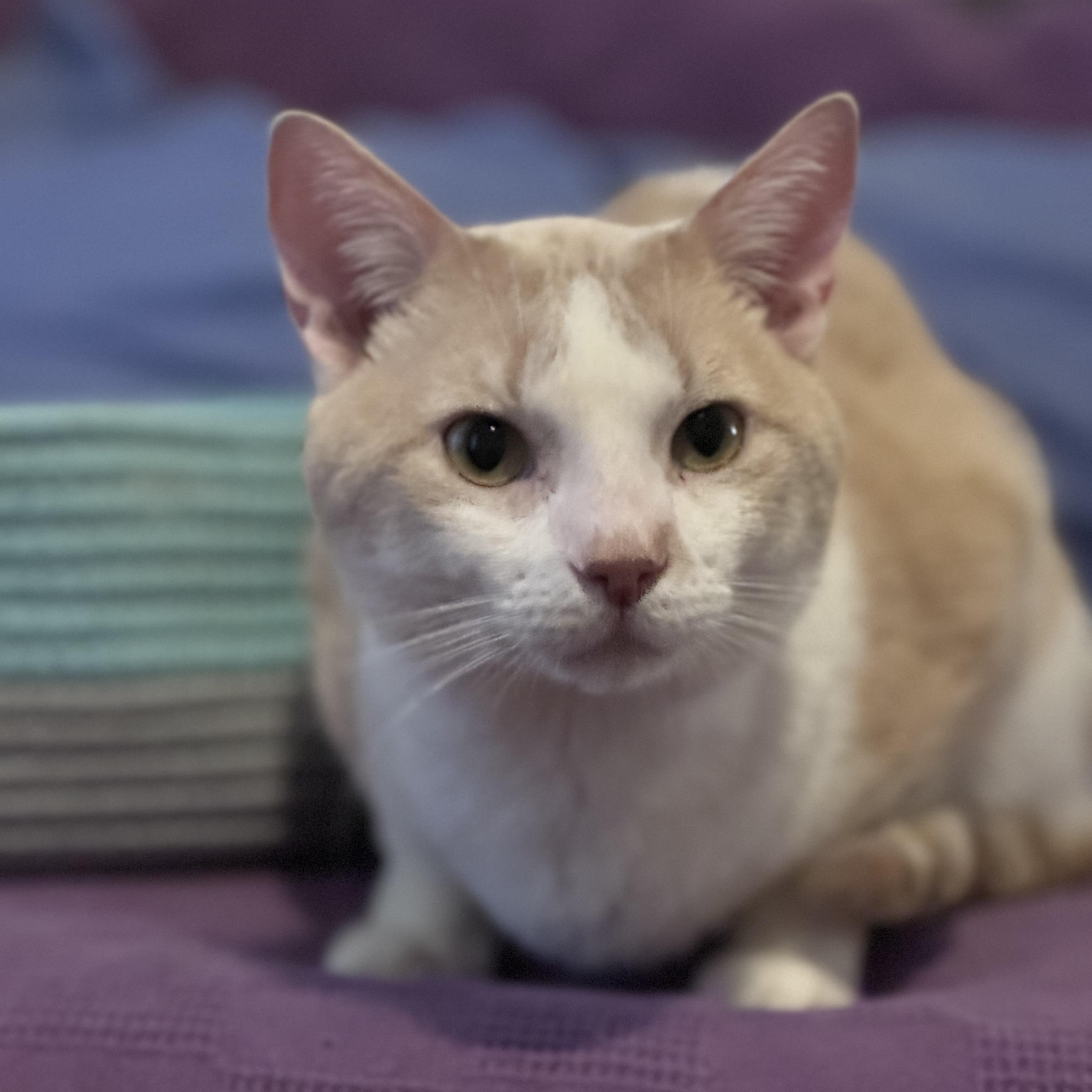 Enlarge Pierogi , a Adoptable American Shorthair in Bronx, NY image 2/4