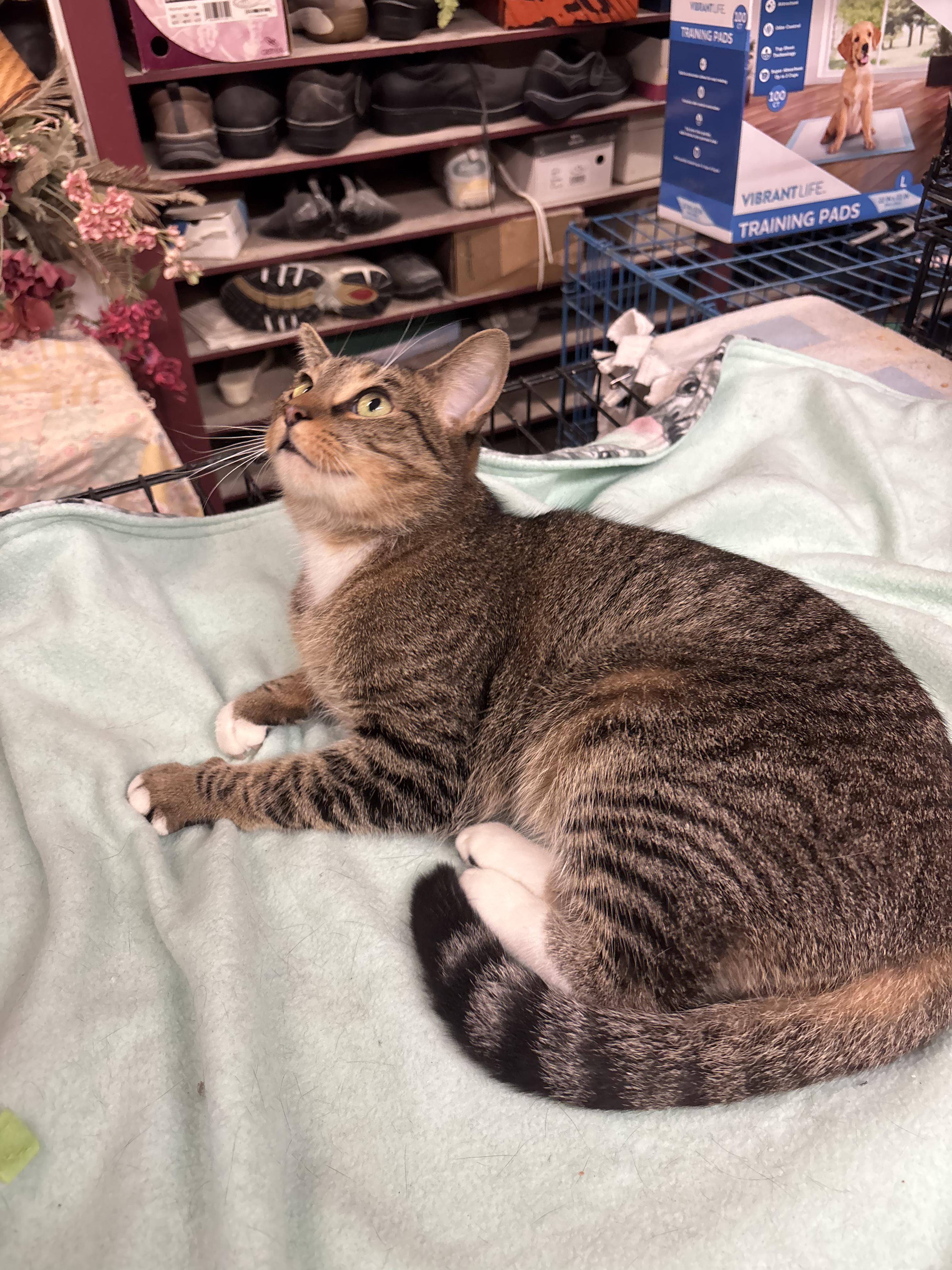 Enlarge Louise, a ADOPTABLE Domestic Short Hair in Coldwater, MI image 3/3