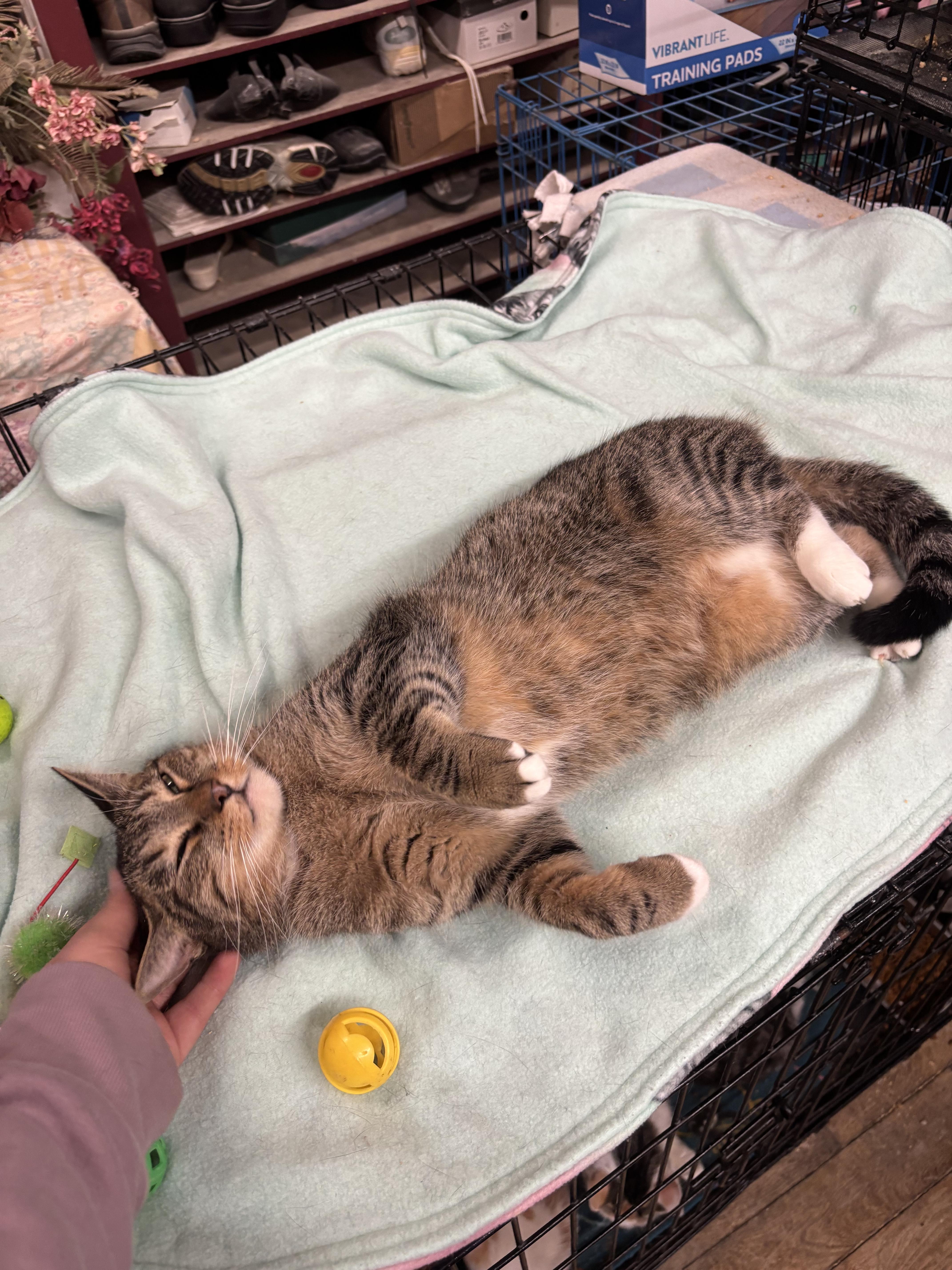 Louise, ADOPTABLE, Adult Female Domestic Short Hair.