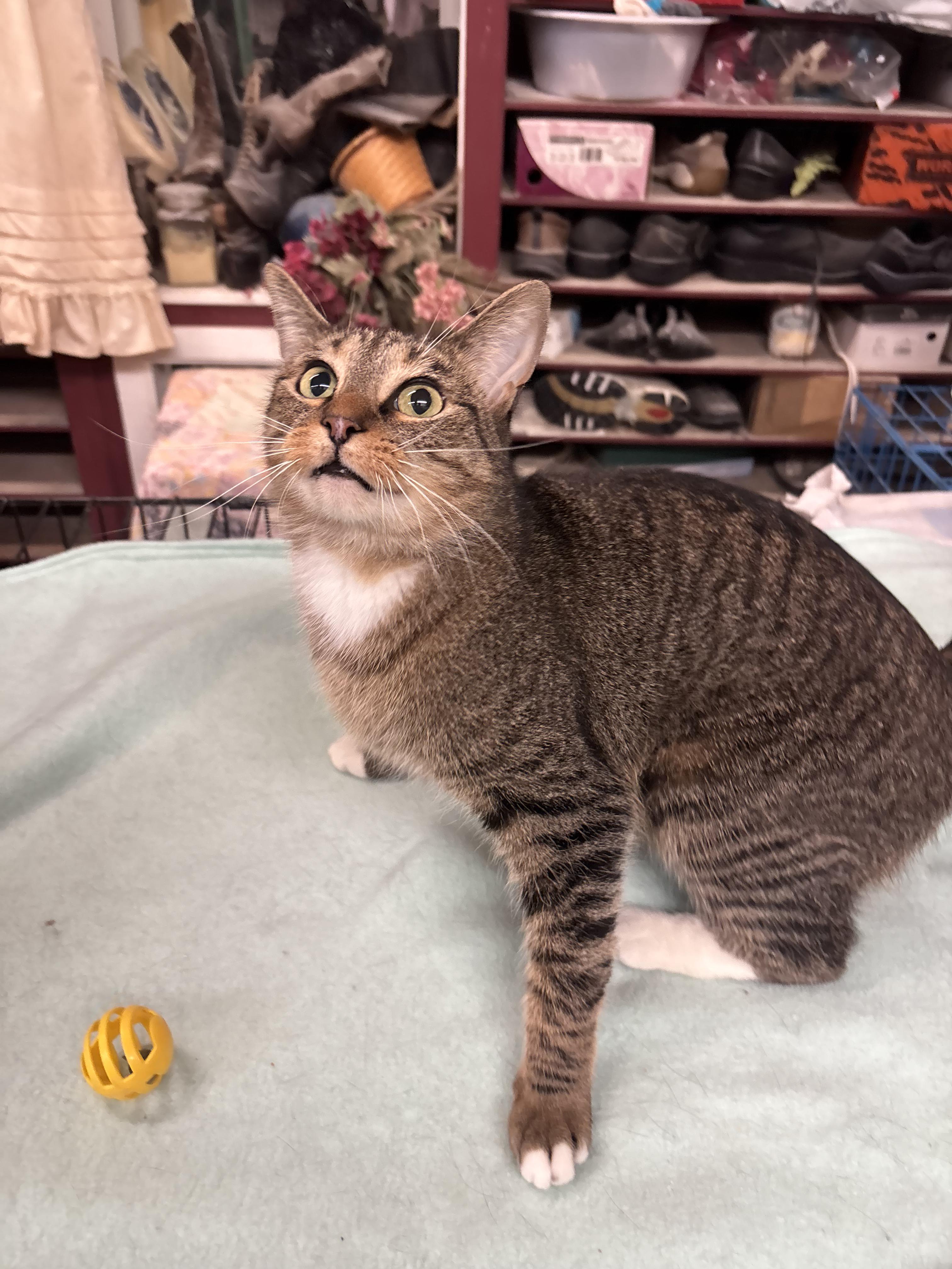 Enlarge Louise, a ADOPTABLE Domestic Short Hair in Coldwater, MI image 2/3