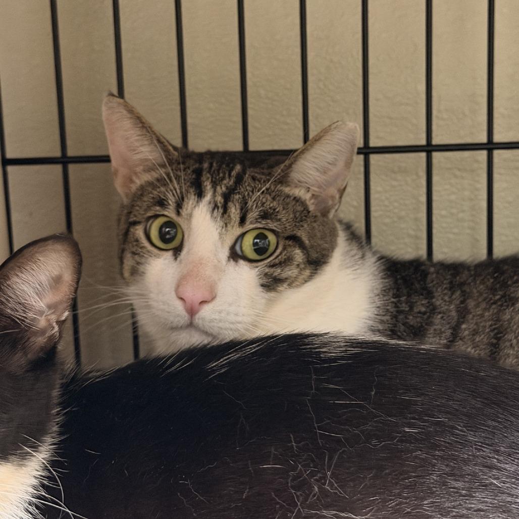 Enlarge Felicia, a Adoptable Domestic Short Hair in Columbus, NC image 1/4