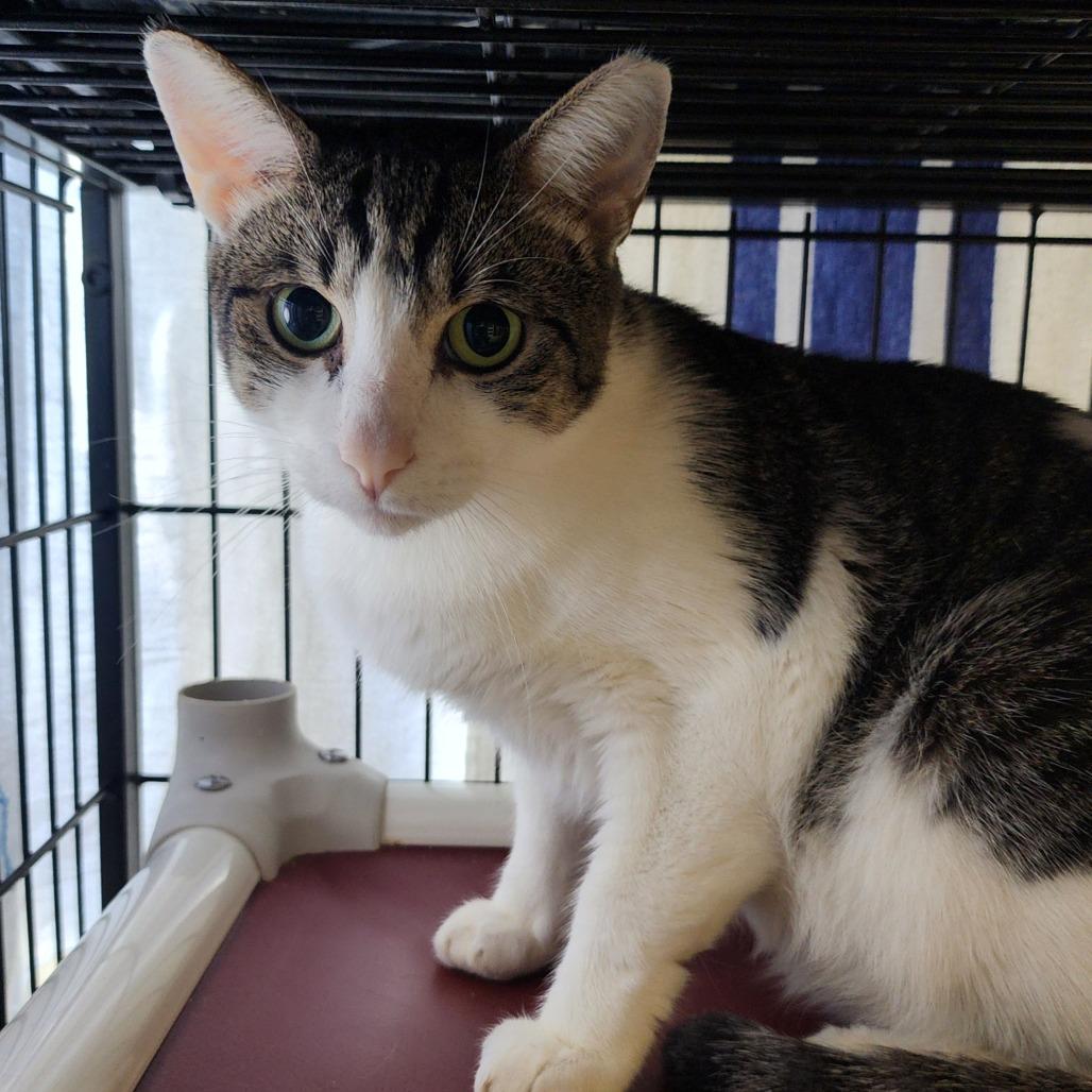 Enlarge Felicia, a Adoptable Domestic Short Hair in Columbus, NC image 2/4