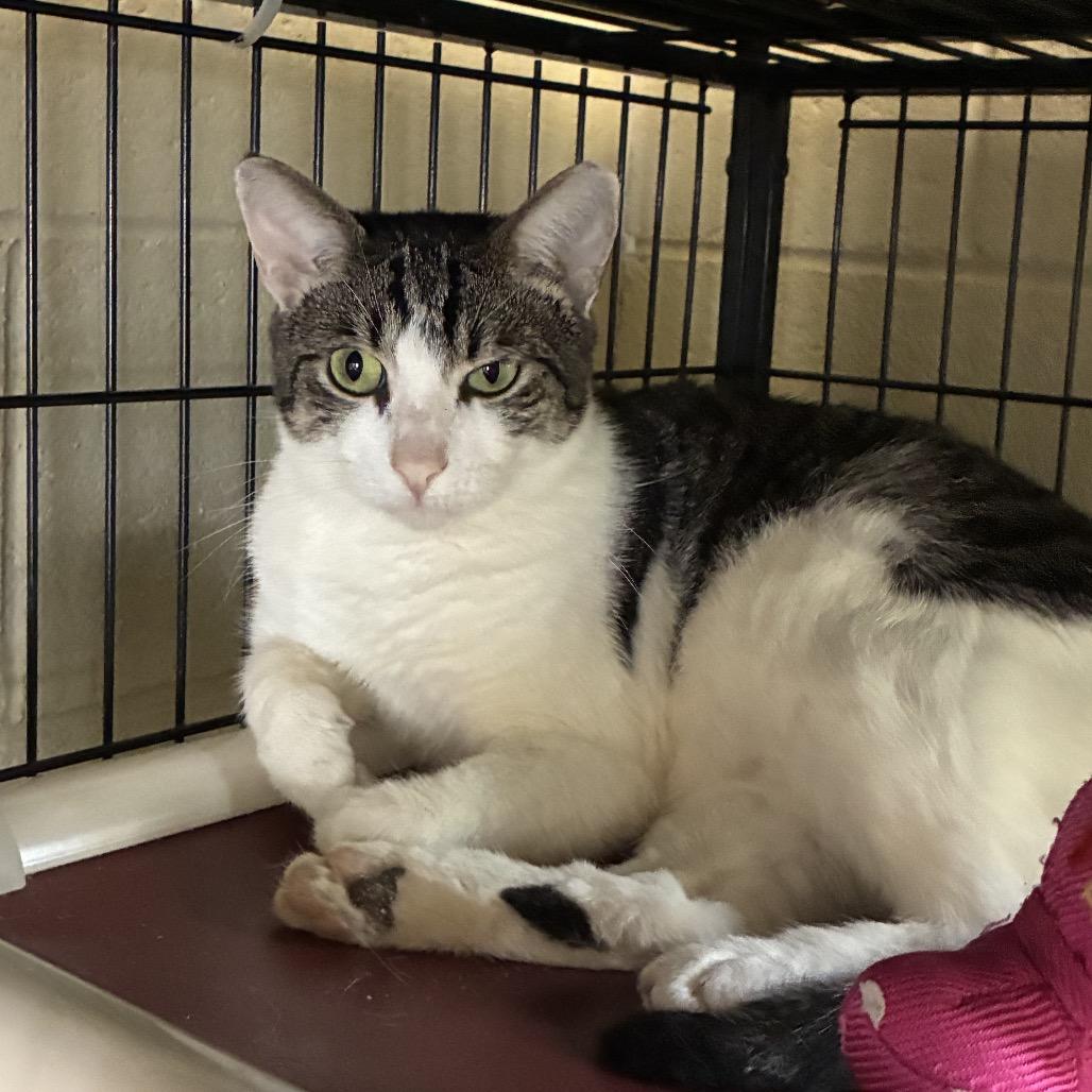 Enlarge Felicia, a Adoptable Domestic Short Hair in Columbus, NC image 3/4