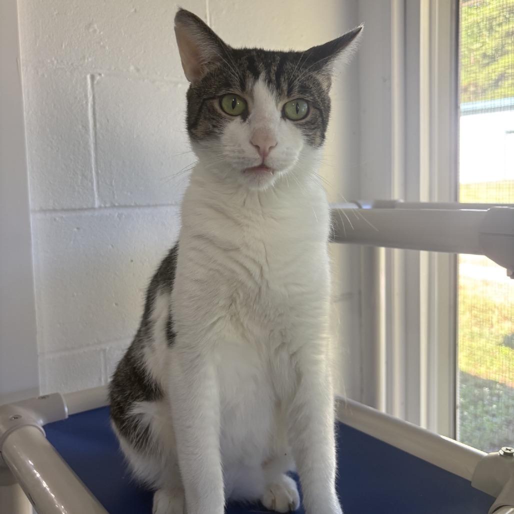 Enlarge Felicia, a Adoptable Domestic Short Hair in Columbus, NC image 4/4