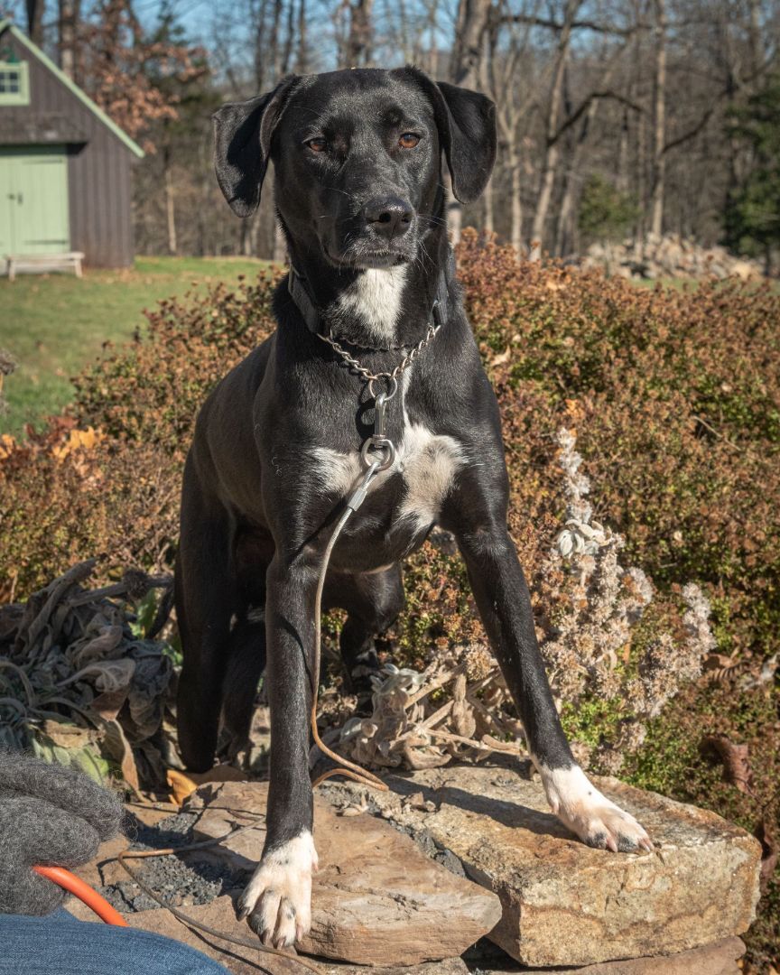 Tobias, a Adoptable mixed breed in Lambertville, NJ image 1/10