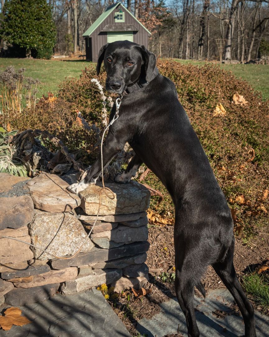 Tobias, a Adoptable mixed breed in Lambertville, NJ image 2/10