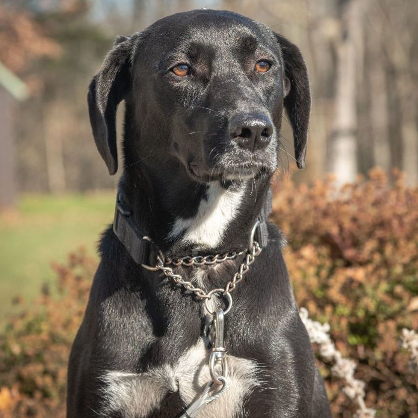 Tobias, a Adoptable mixed breed in Lambertville, NJ image 3/10