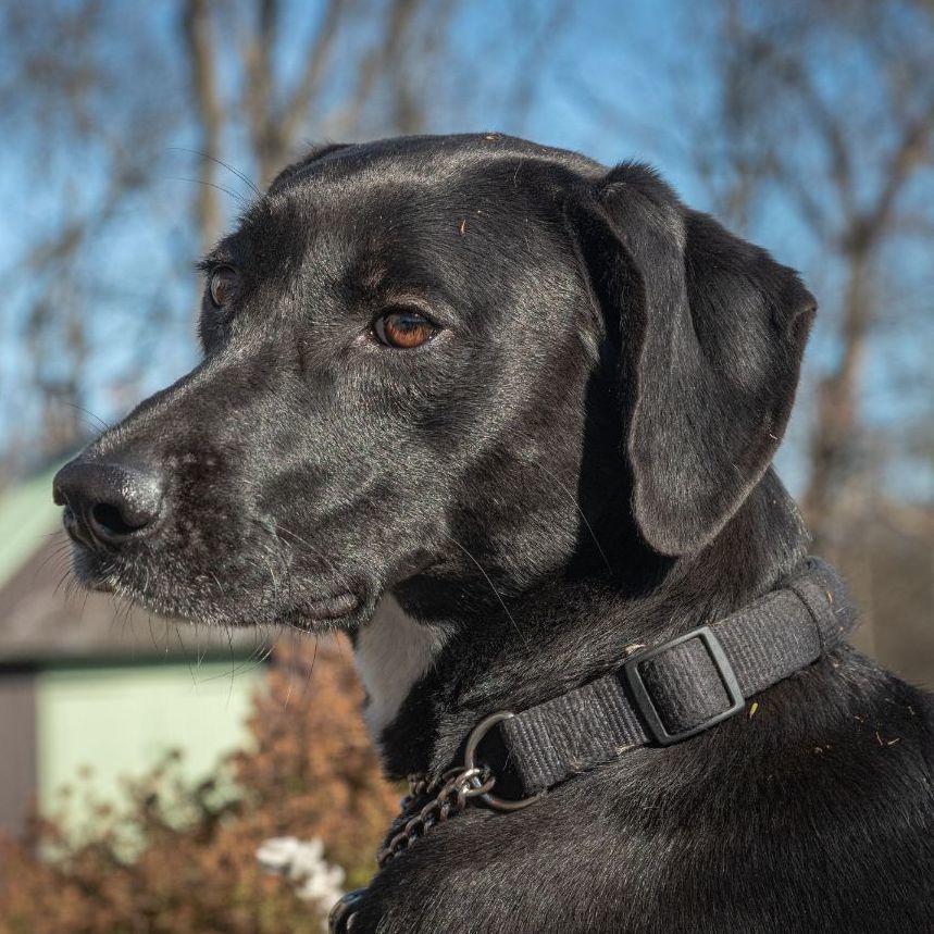 Tobias, a Adoptable mixed breed in Lambertville, NJ image 4/10