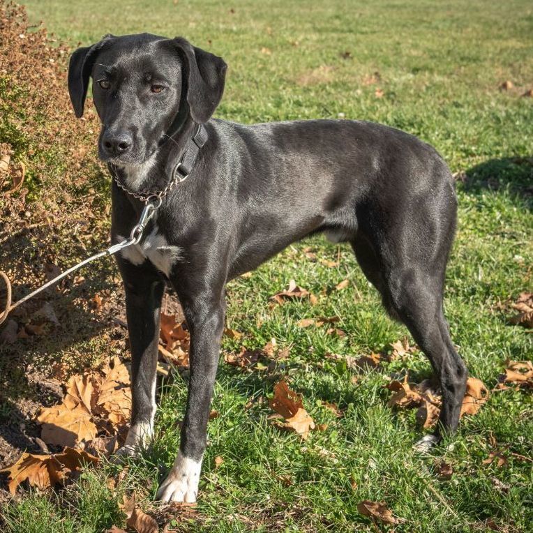Tobias, a Adoptable mixed breed in Lambertville, NJ image 5/10