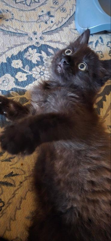 Mr House, Adopted, Kitten Male Domestic Medium Hair.