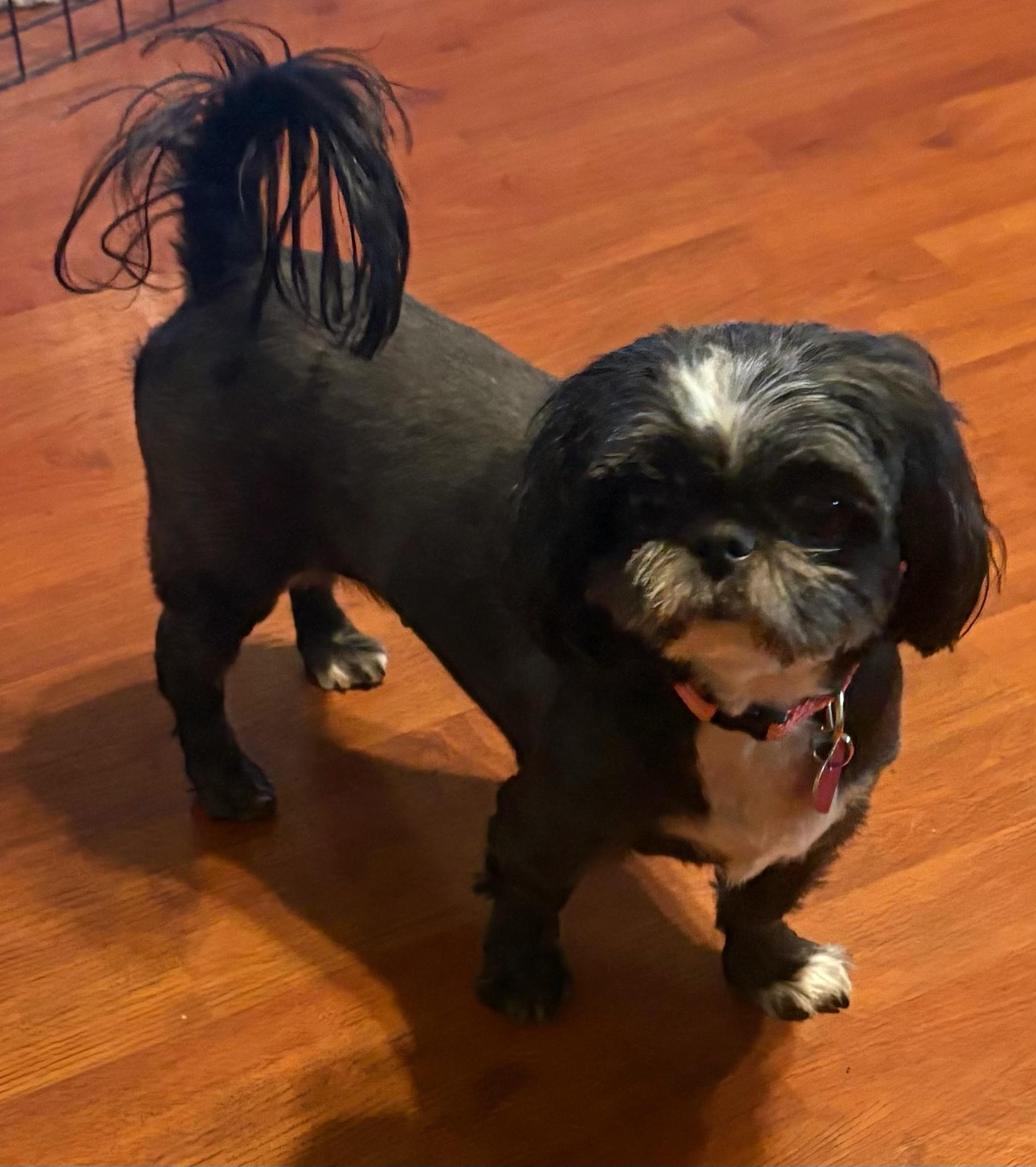 Samantha, ADOPTABLE, Adult Female Shih Tzu.