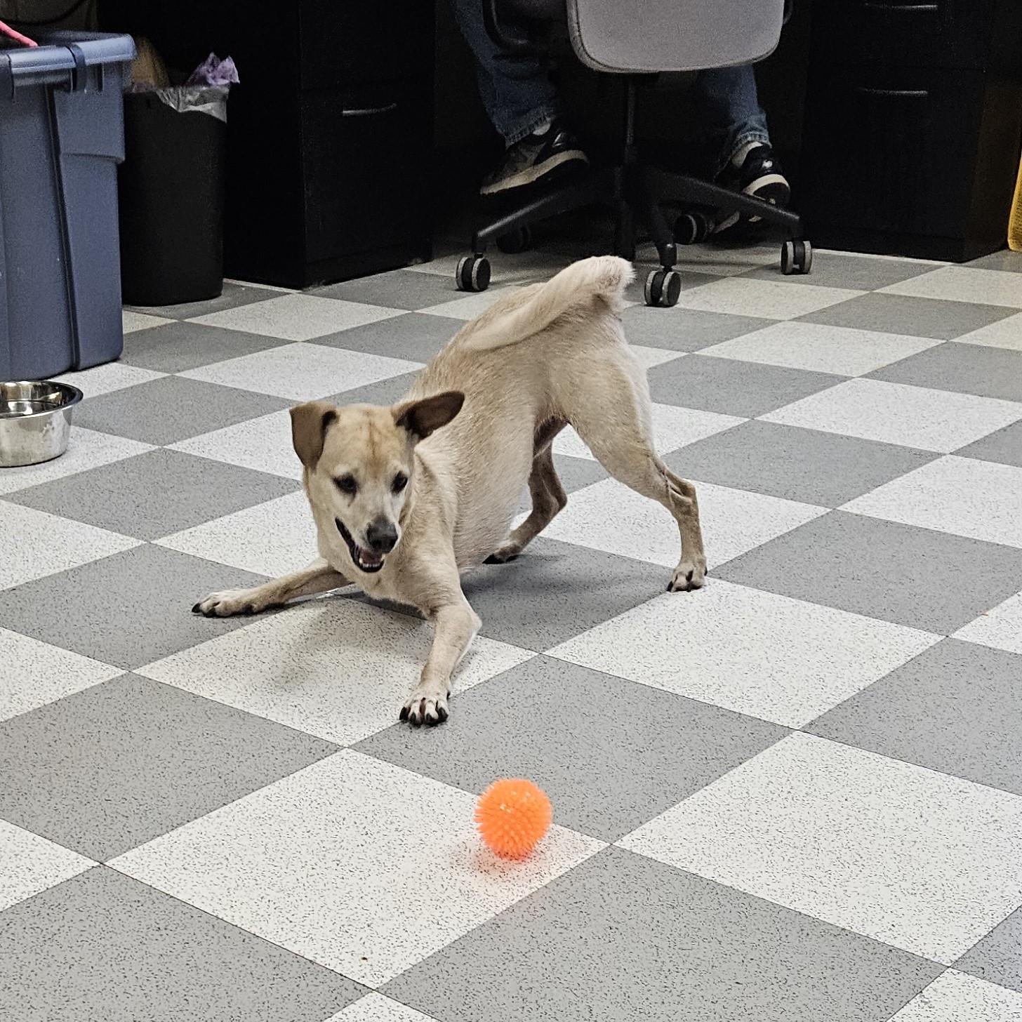 Elvis, an adopted mixed breed in Benton Harbor, MI image 4/6